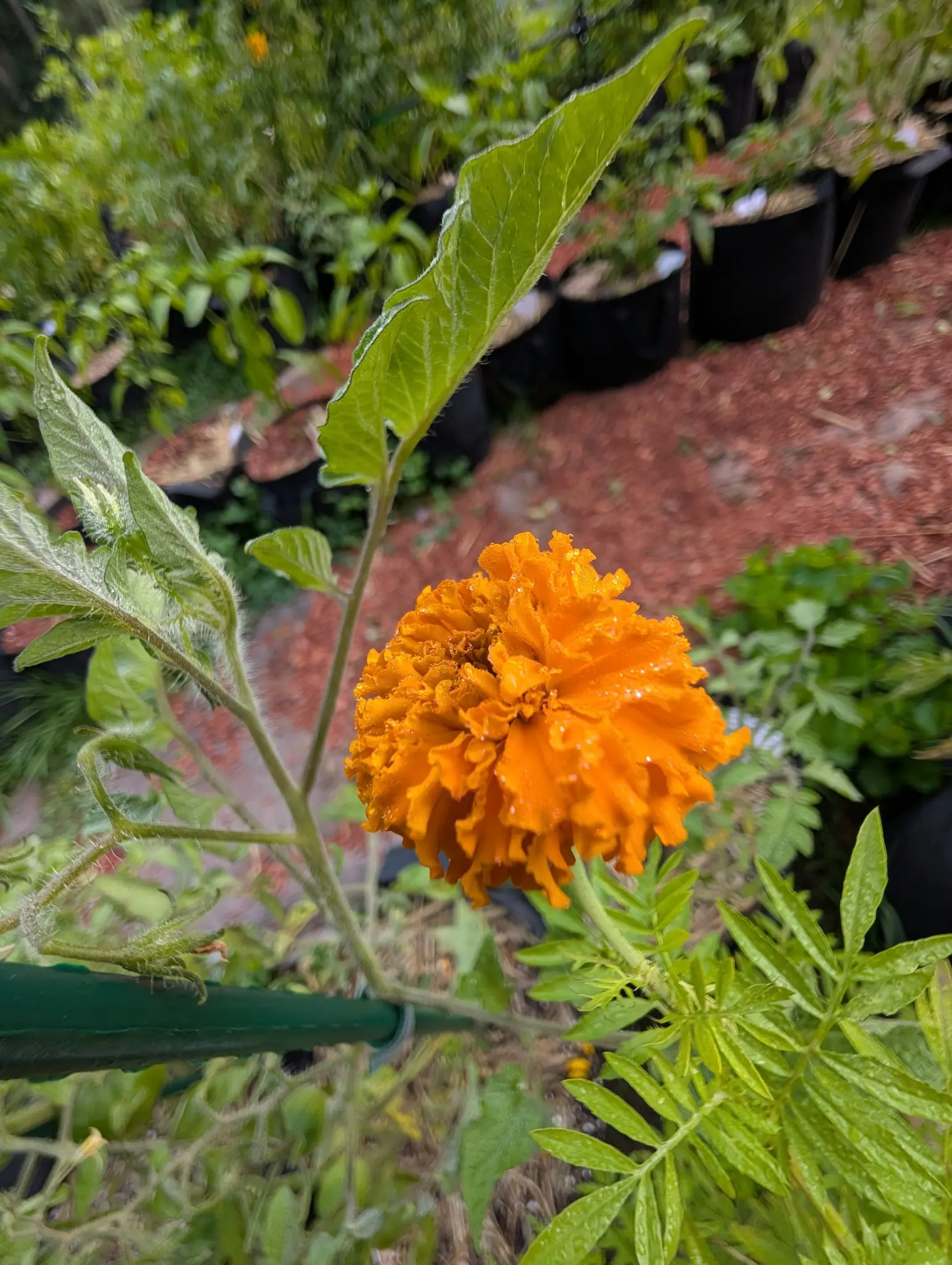 A marigold on 5 August doubled right to the middle, no disc and no stamens showing, its broad rays frilled at the outer edge and folded in on themselves, a few narrow twisted ones still standing up unopened, water sitting clear on every petal.