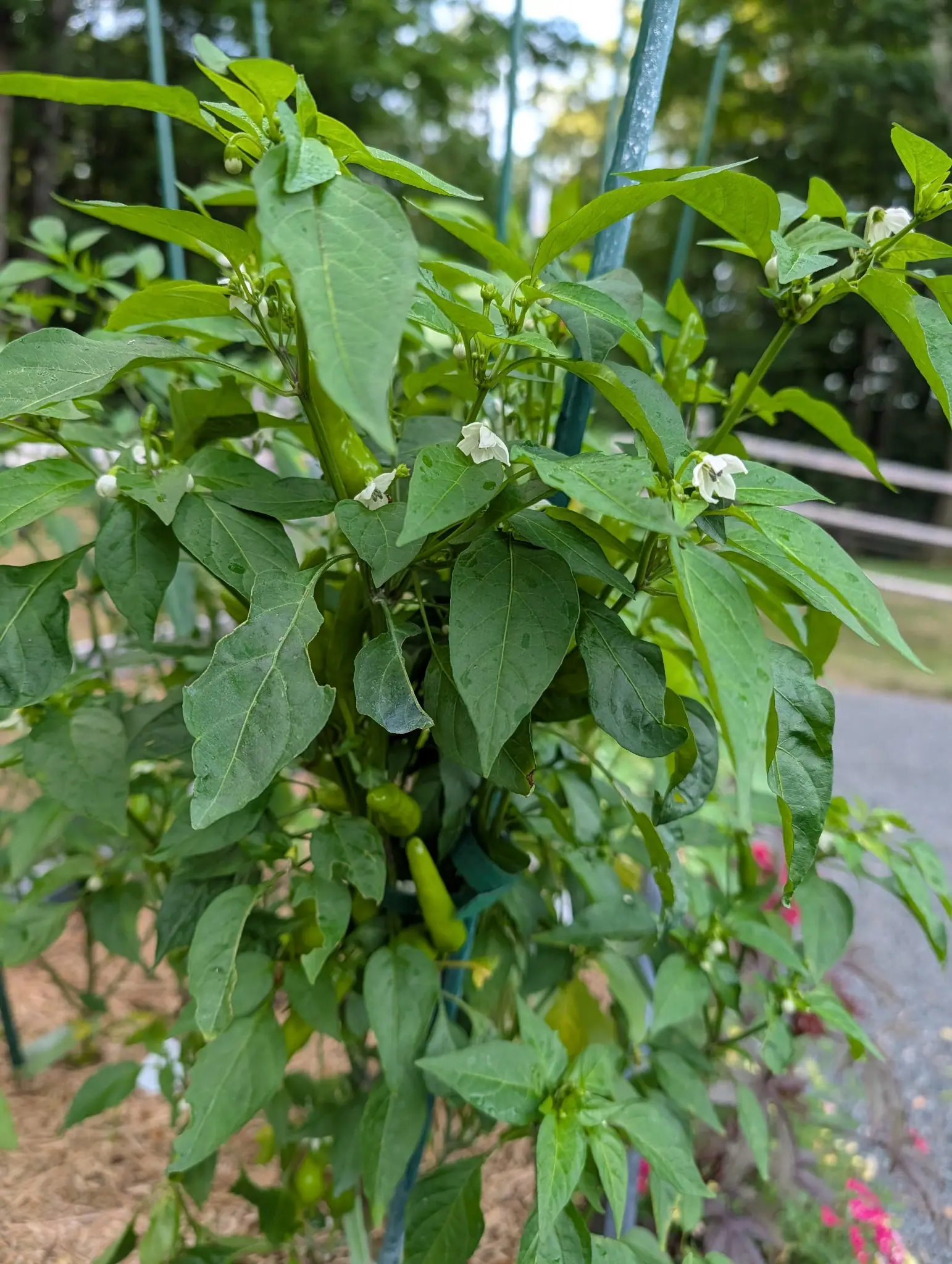 A Piri Piri chili on 5 August in flower and fruit at once, a dozen white five-lobed stars nodding face-down through the canopy and every pod still fully green with no break of color, the whole bush wet under flat gray overcast.