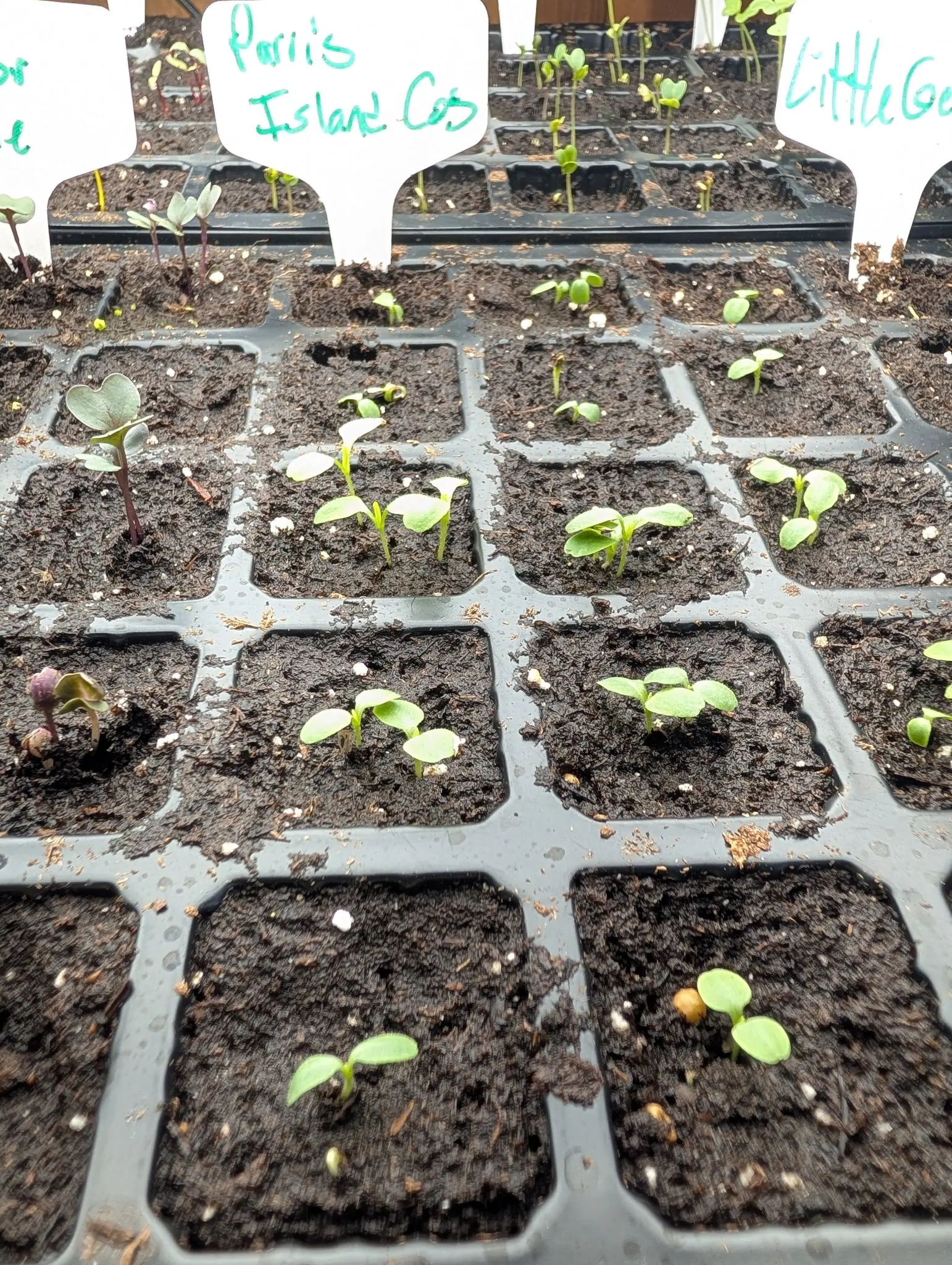Seedlings on 5 August, most with a first spoon-shaped leaf so brightly lit it burns out to white at the middle with green surviving only along the veins, and at the left a second sowing altogether, one still hooked over with its leaf bud shut.
