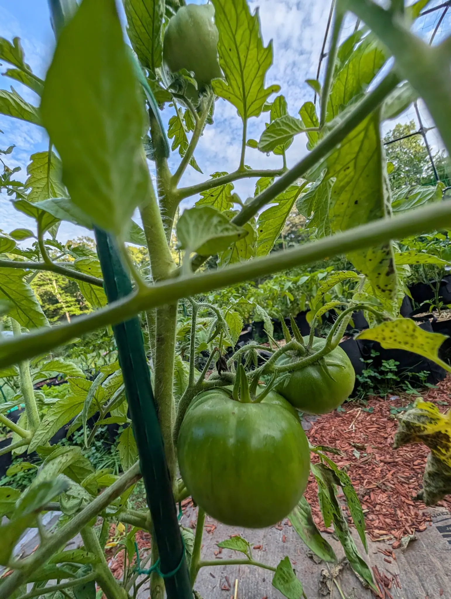 Margaret Curtain tomatoes on 5 August, two hard green globes faintly ribbed at the shoulder with paler striping and a small scar at the blossom end, their bristly sepals curled right back, seen from inside the plant against high white cloud.