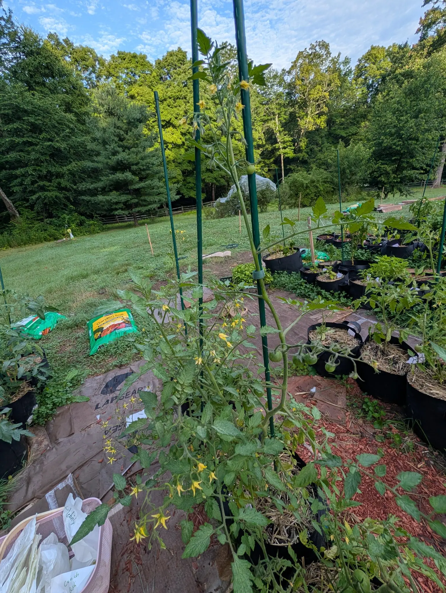 A Red Grape tomato on 5 August in flower down one side and in fruit on the other, yellow stars with their petals folded right back to the left and a truss of six or seven green fruit on a hairy zigzag stalk to the right, in low evening sun.