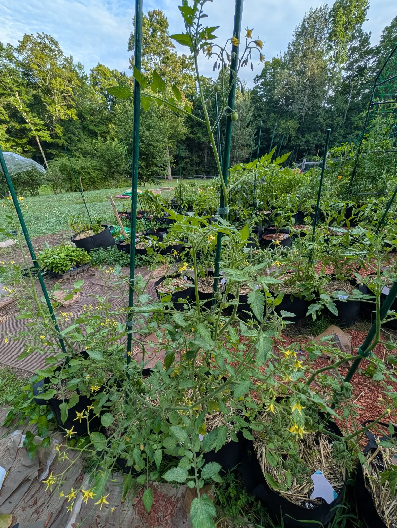 Red Grape tomatoes down the double row on 5 August, dozens of yellow flowers open at once with their petals reflexed into stars around a short cone, green buds below them and the first spent ones browning at the top of the tallest plant.