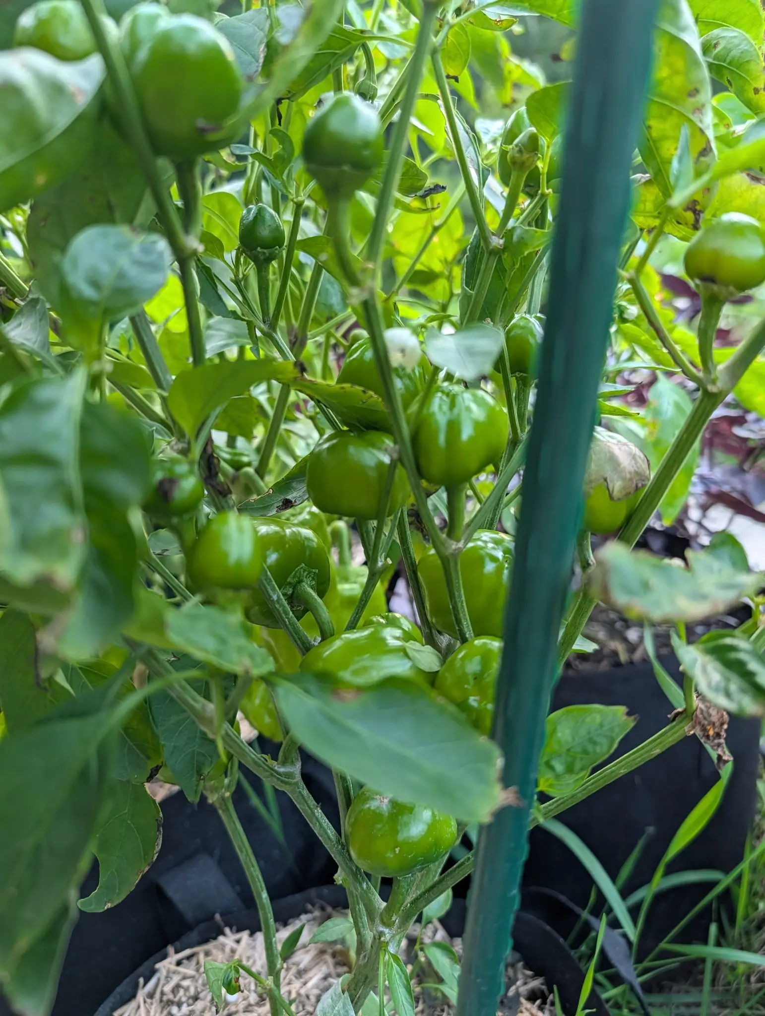 Red Mini Bell peppers on 4 August, fifteen and more crowded inside the canopy, every one a small squat globe wider than tall with a shallow groove round its shoulder, held out sideways and upward, and one white star flower open among them.