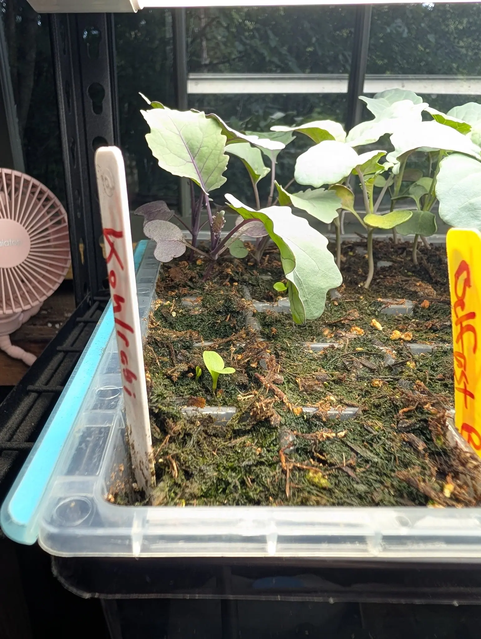 A brassica seedling on 5 August, its leaf stalks flushed dark maroon from the compost right up to the gray-green blades and the stem below showing no swelling at all, the tray around it matted with a thick green film of algae.