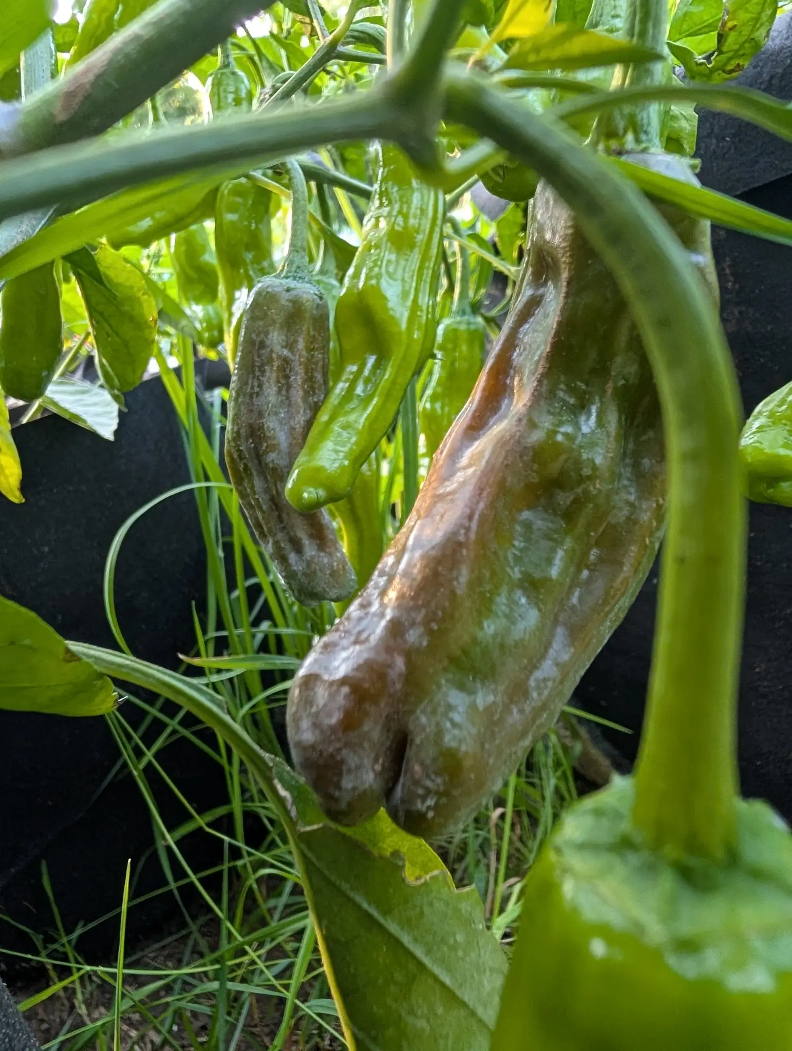 A Dragon Roll pepper on 4 August turning from the top down, mottled bronze and tan over the upper half with olive surviving lower and a silvery sheen across the whole puckered surface, an arching stem sweeping in front of it, everything wet.