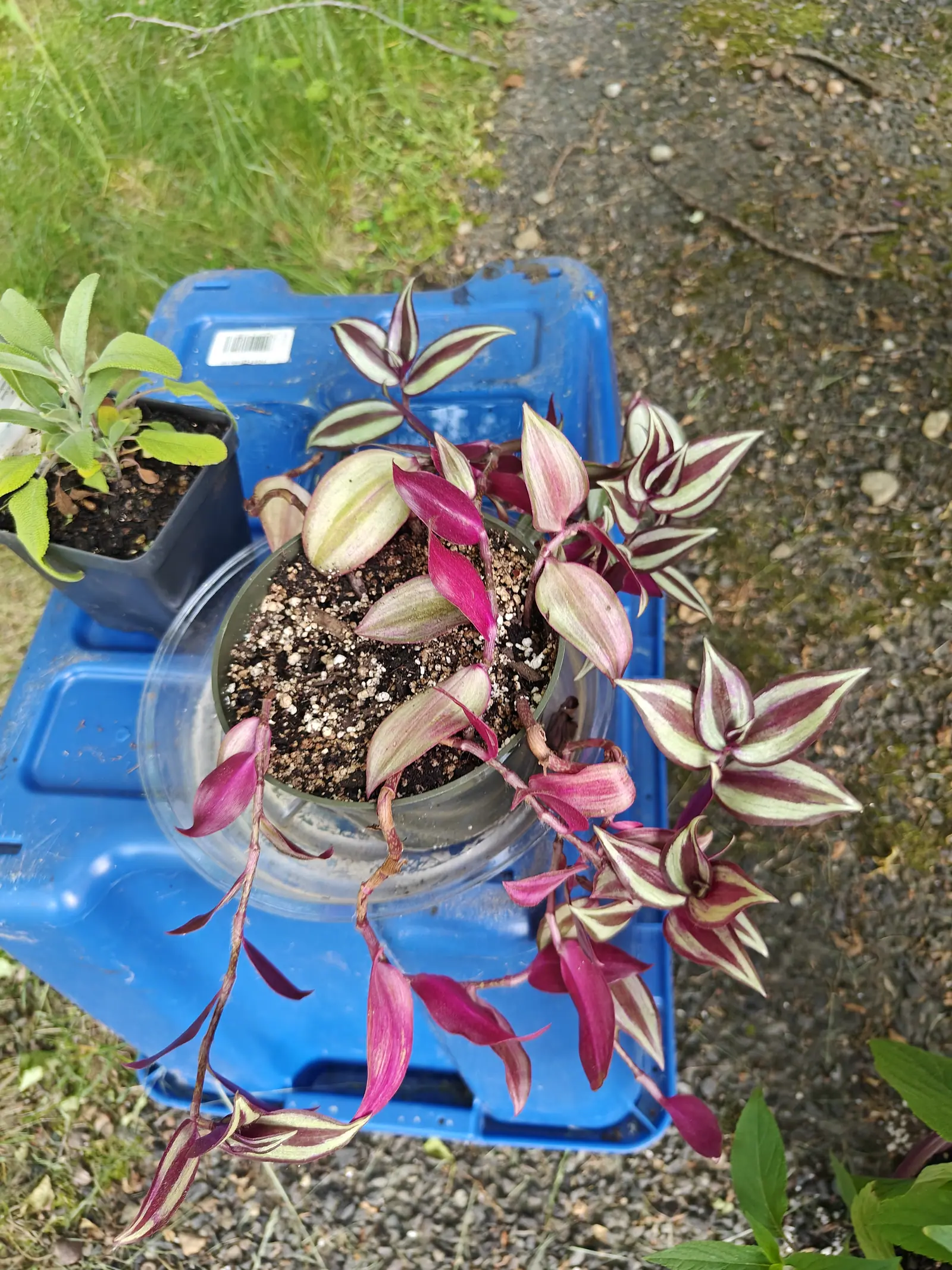 A Tradescantia zebrina on 5 June, shot straight down into a clear glass pot with its stems already out over the gravel — each leaf two broad silver bands either side of a wine-purple center, rimmed purple, magenta where one has flipped.