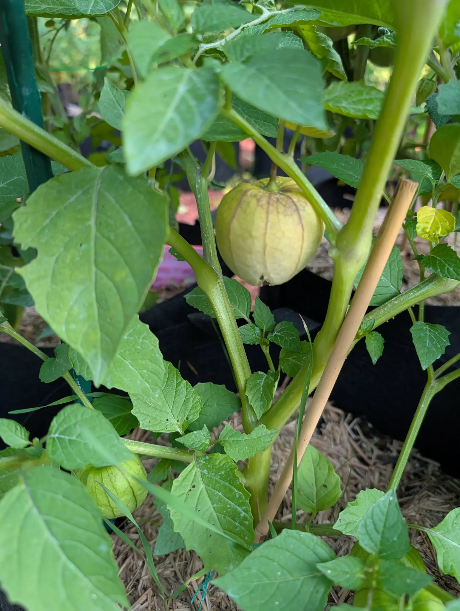 A Purple blush tomatillo on 4 August, its papery lantern ribbed by ten raised veins with several flushed dusky purple-brown, the wall thin enough that a fine vein network shows through from inside, a brown split just starting at the point.
