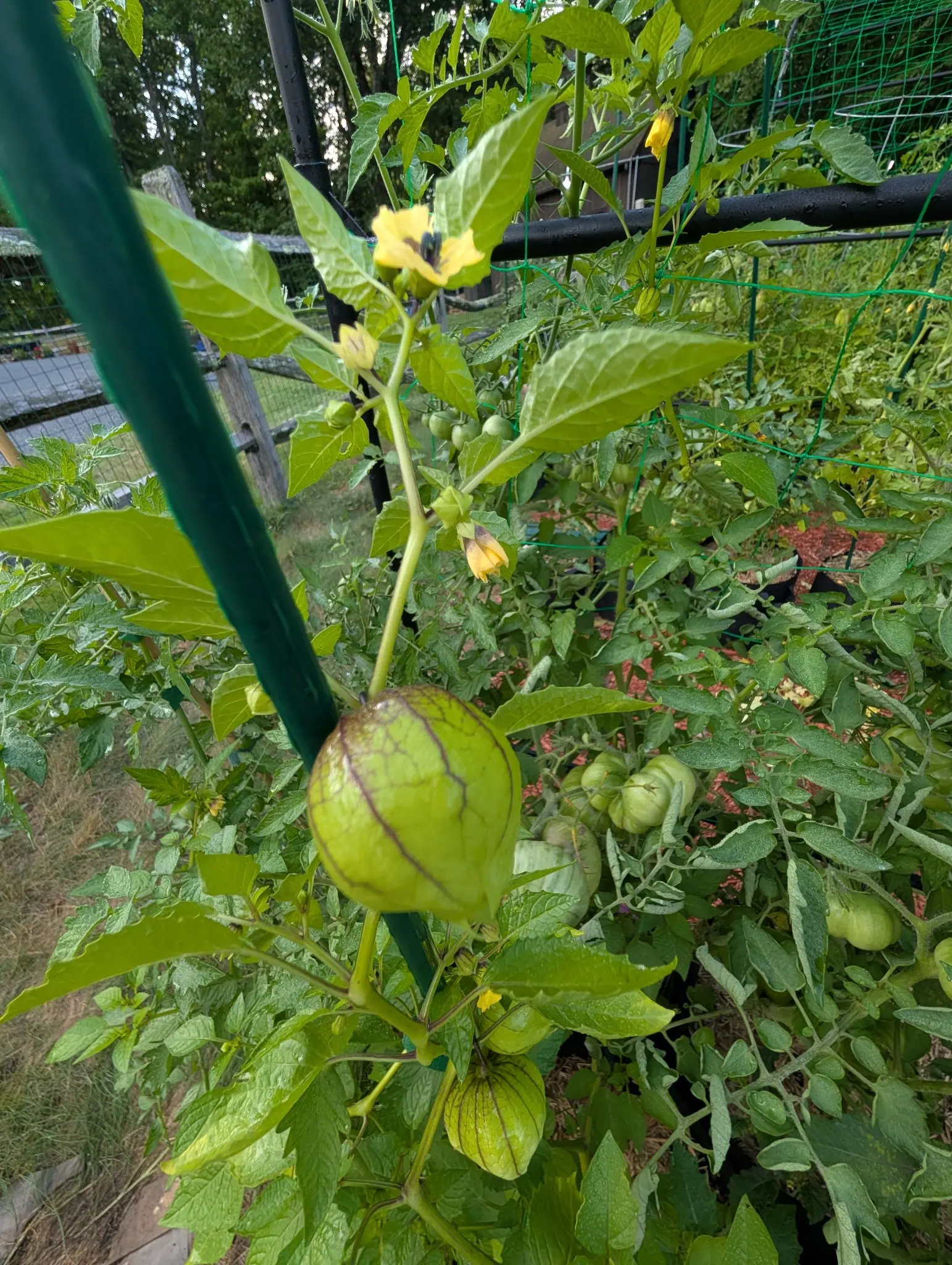 Purple blush tomatillos on 5 August, the husk ribs flushed dark maroon along their whole length, and above them the flowers open: shallow yellow bells crimped at the edge with a large sooty purple-black blotch at the base of every lobe.