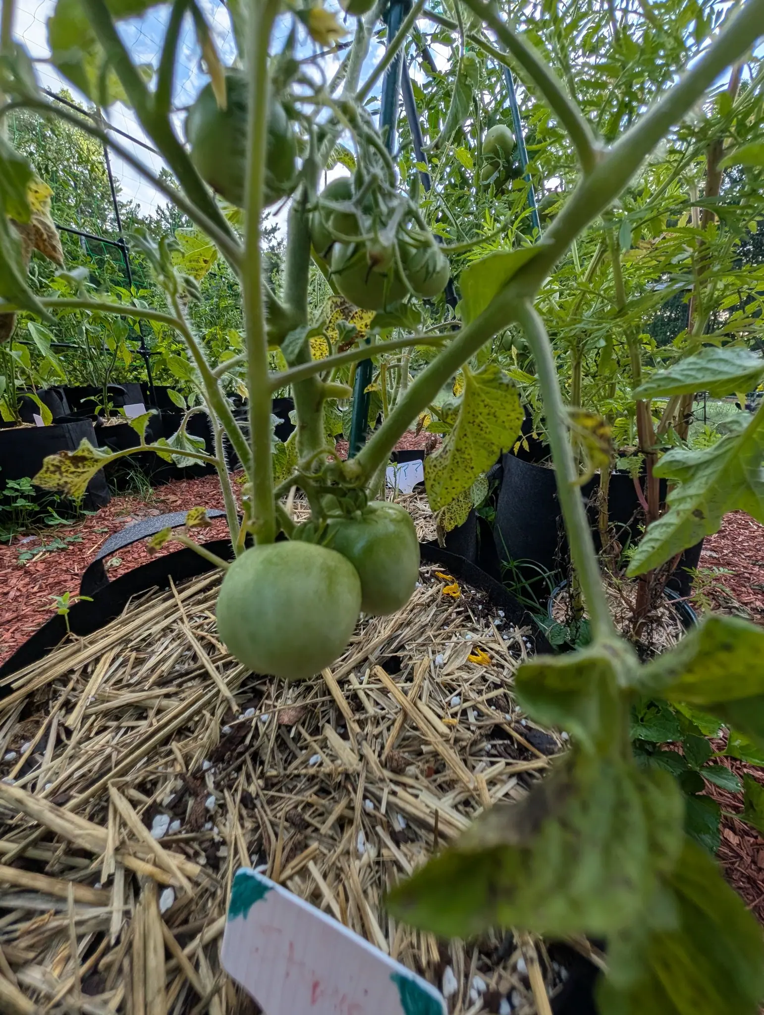 A Stupice tomato on 5 August seen from ground level, a faint paler star radiating out of its blossom end and the very first hint of cream-yellow blush on the nearest of two, their pointed sepals curled back and stiff with hairs.