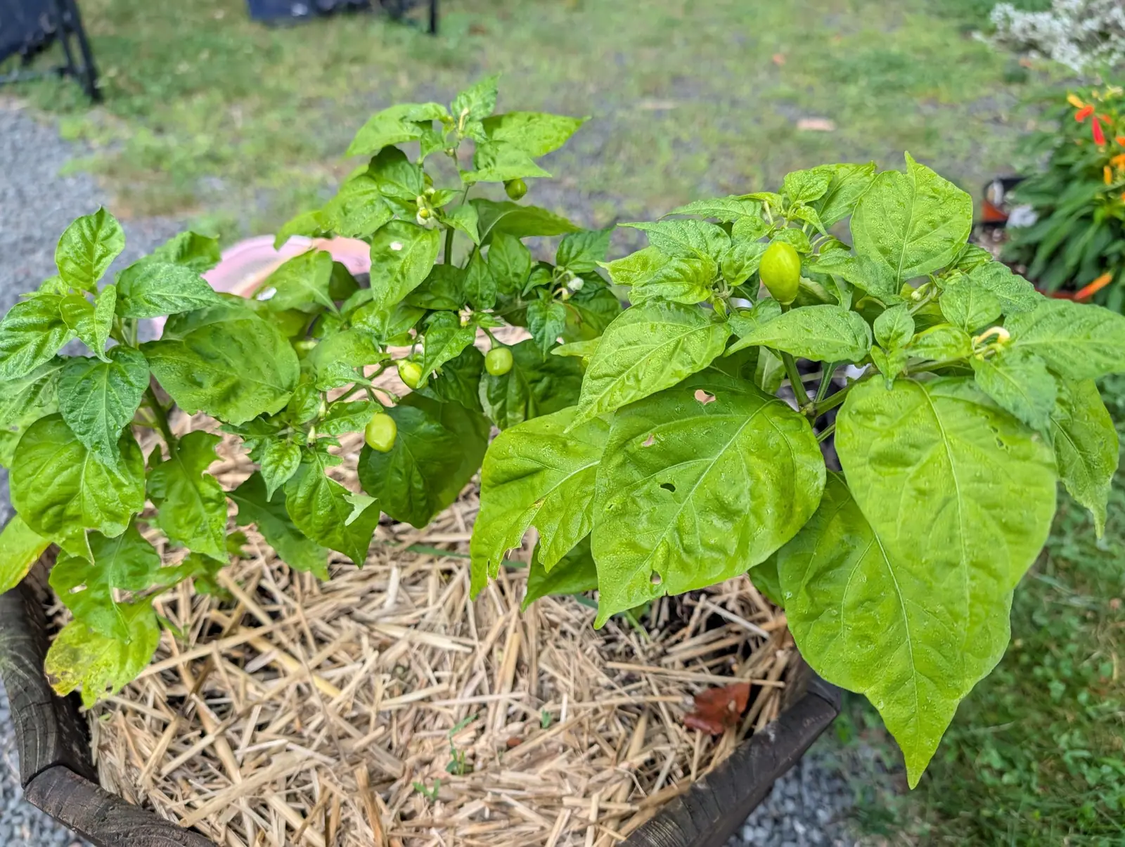 A Habanero on 5 August, its leaves the loudest thing in the frame, broad blades quilted and bubbled between every vein rather than lying flat, with pale lime fruit and white flowers hanging under them and everything freshly wet.