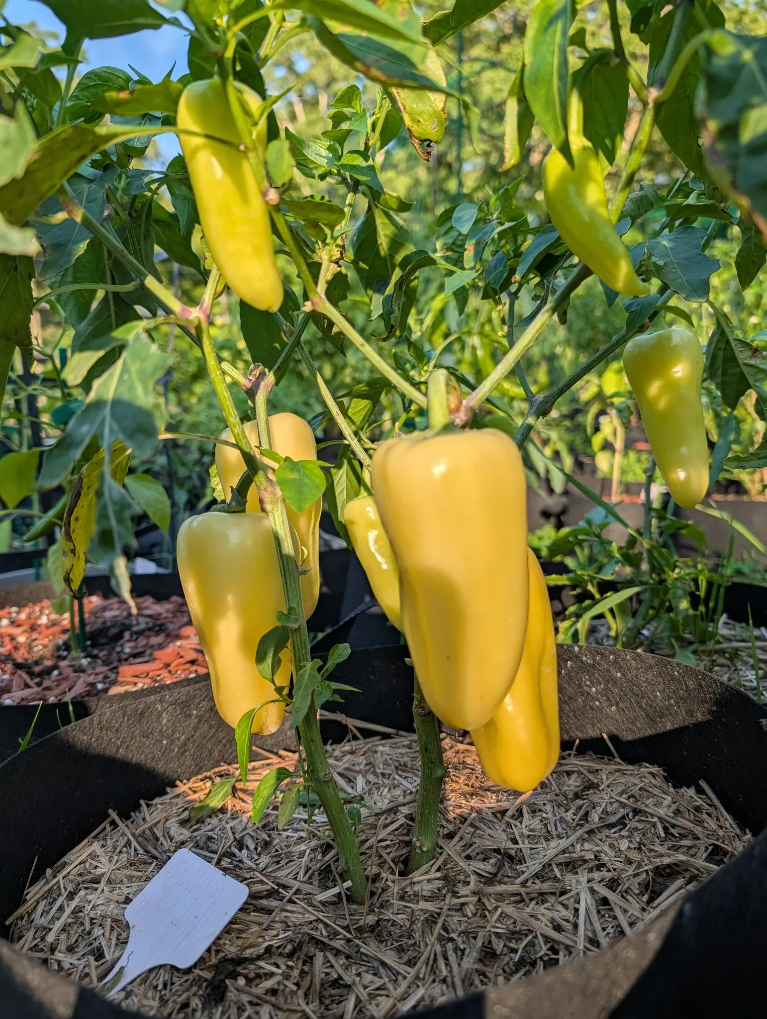 Gatherer's Gold peppers on 4 August, eight blunt cones hanging at once in waxy butter yellow, warming to gold on the two nearest the lens and staying pale lime-cream on those in shade, their skins smooth and unmarked in hard low sun.