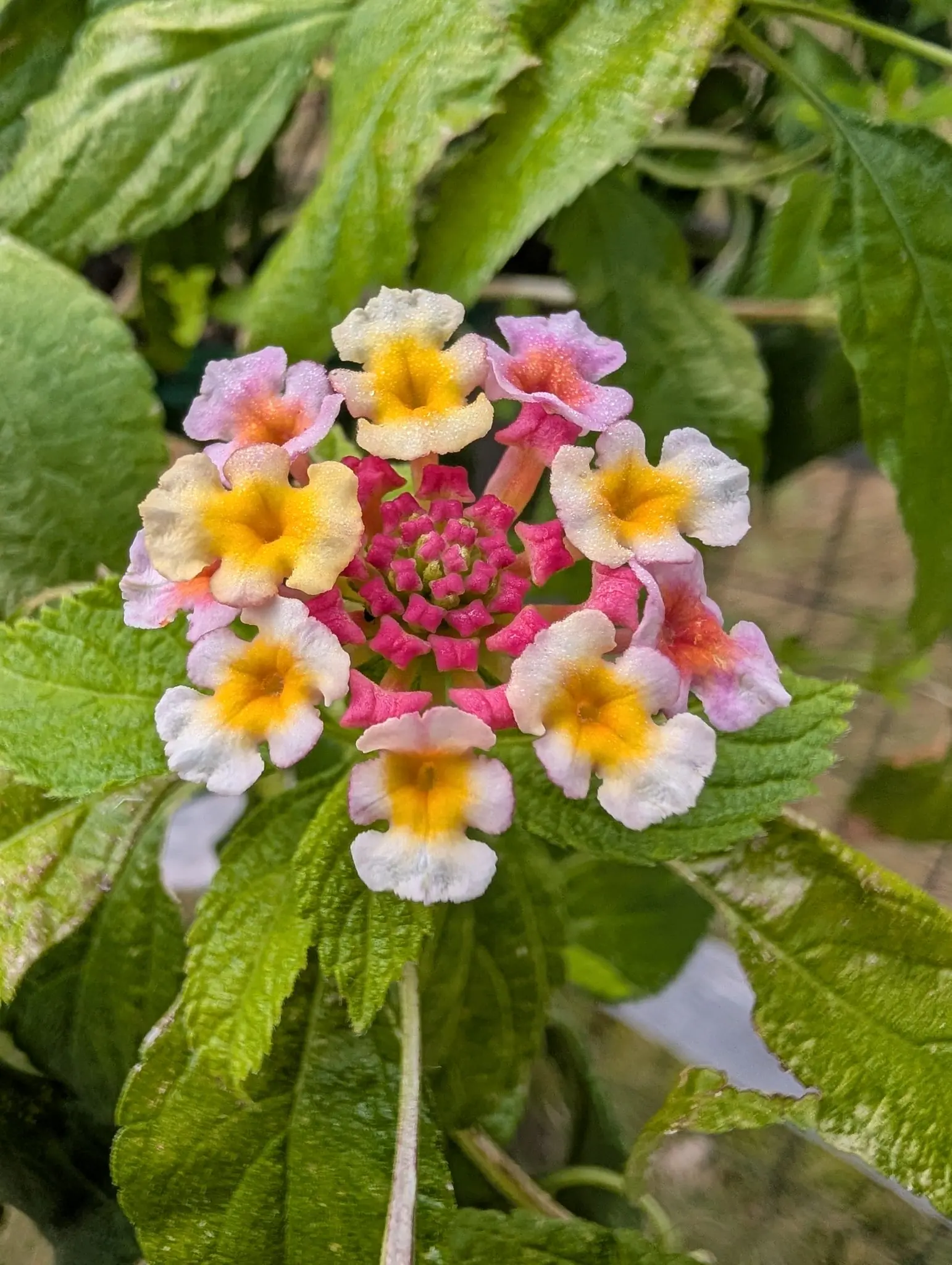 A lantana head on 5 August opening rim-inward: crimson-magenta buds still spiraled tight at the middle, a ring of cream-white faces with saturated orange eyes outside them, and the oldest ring already gone over to lilac-pink.