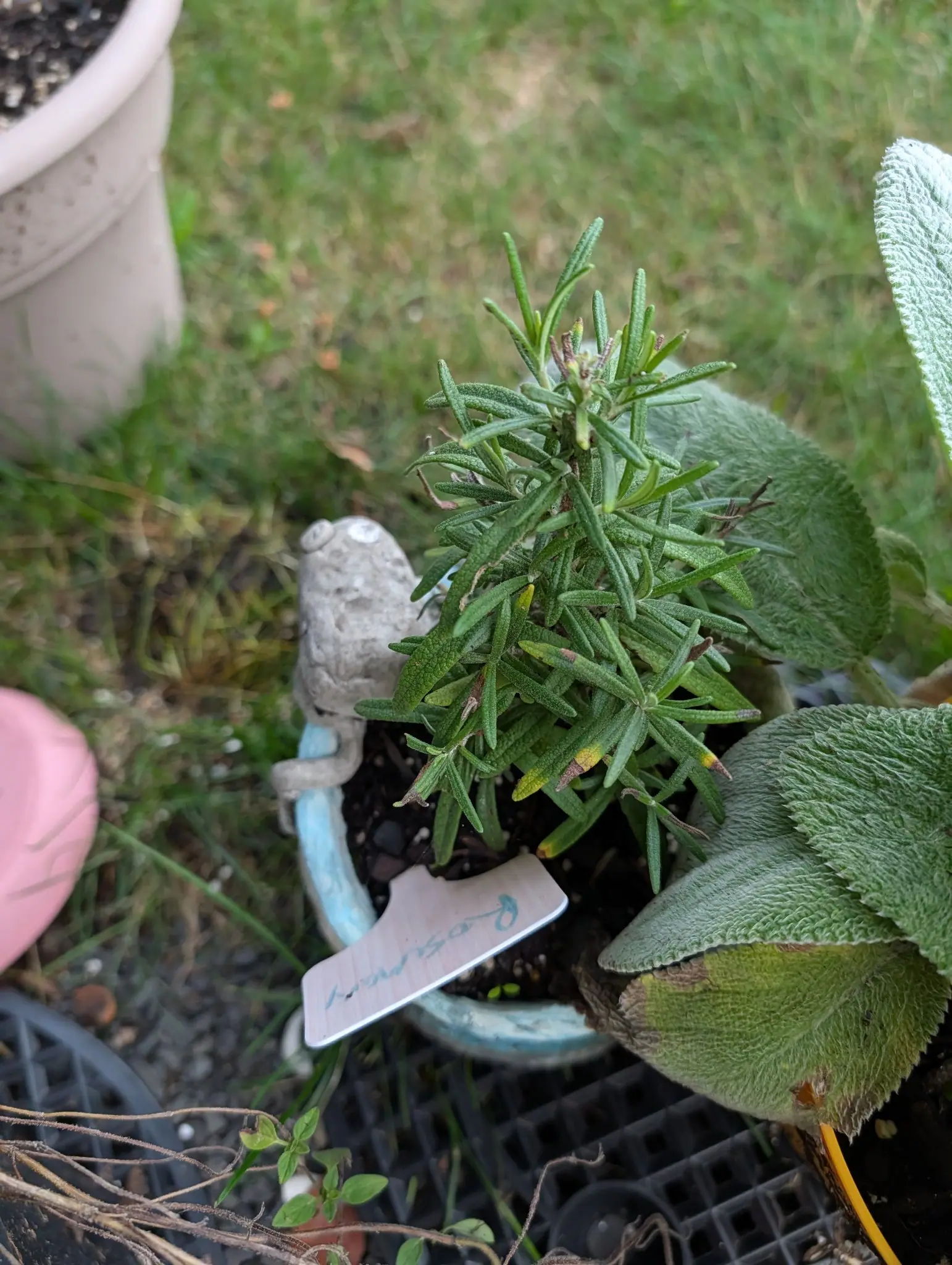 A potted rosemary on 5 August, its needle leaves rolled so tightly under that they show woolly gray-white where they twist, tips gone yellow and brown, new growth flushing purple at the shoot ends, a small stone animal leaning against the pot.