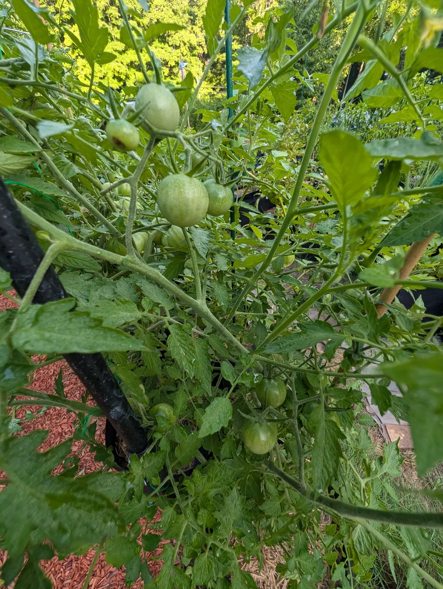Black Cherry tomatoes on 5 August, a dozen small globes still whitish-green and mottled darker around the shoulder, several already looking translucent as they come up to breaking color, their long narrow sepals flaring straight out like stars.
