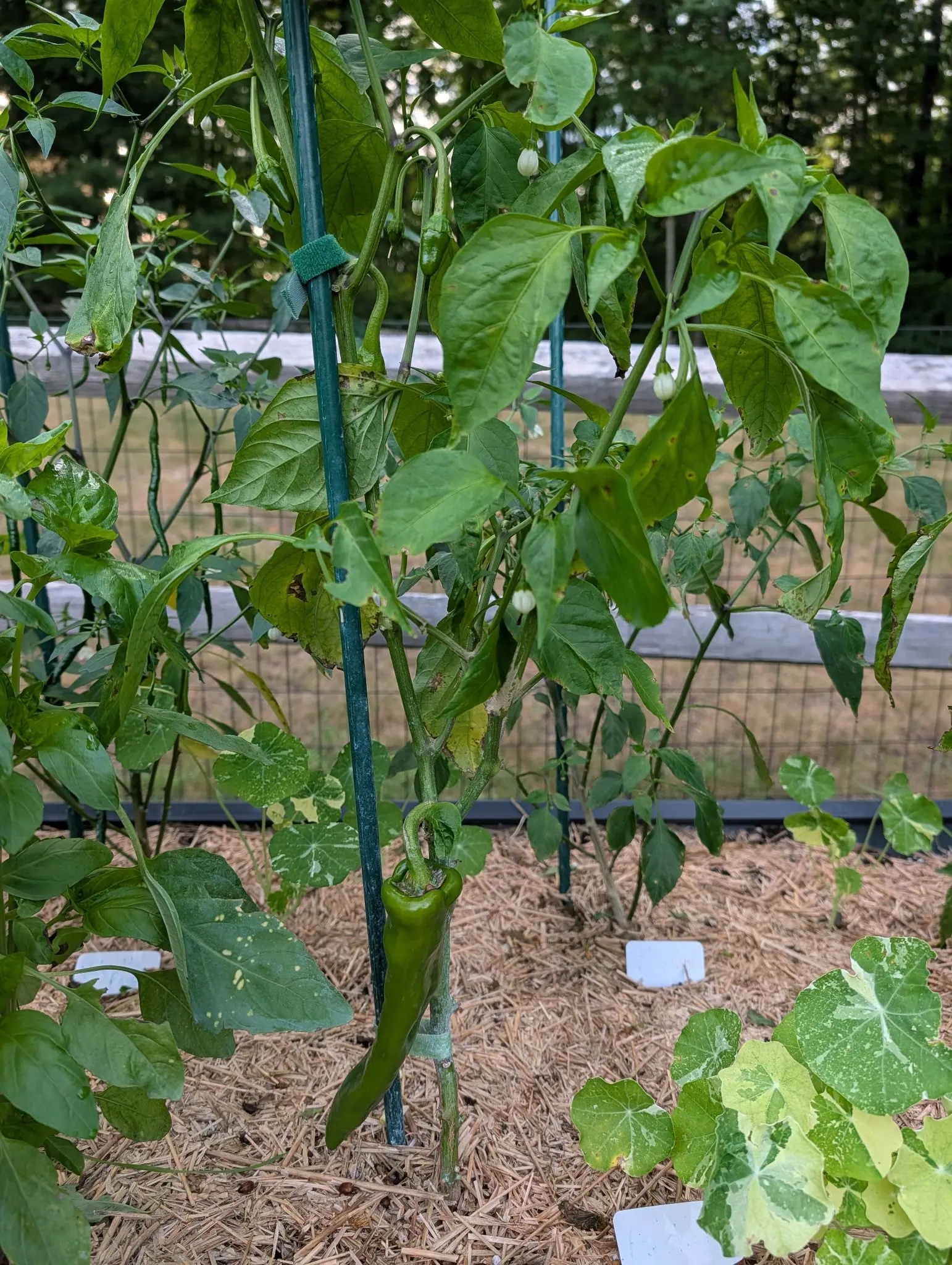An Anaheim pepper on 5 August hanging low on a sharply hooked stalk, a dozen white flowers and ovoid buds nodding face-down around it, and a nasturtium spread in along the edge with its round leaves marbled strong cream and yellow.