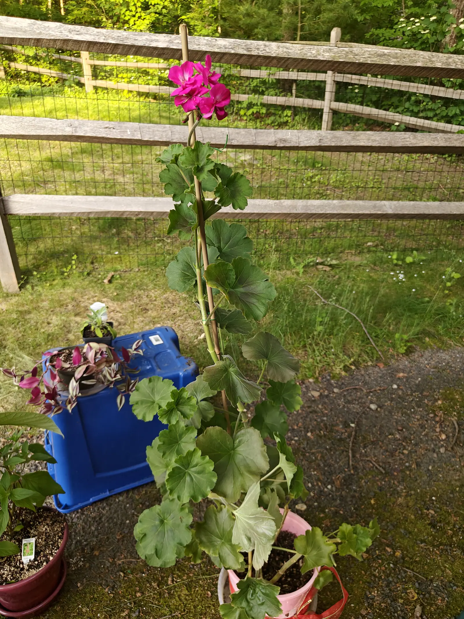 A geranium on 5 June carrying every leaf in the top half of one bare stem, its single tight magenta umbel opening above them — the two upper petals flared pale white at the base and feathered darker, a faint olive band across some blades.