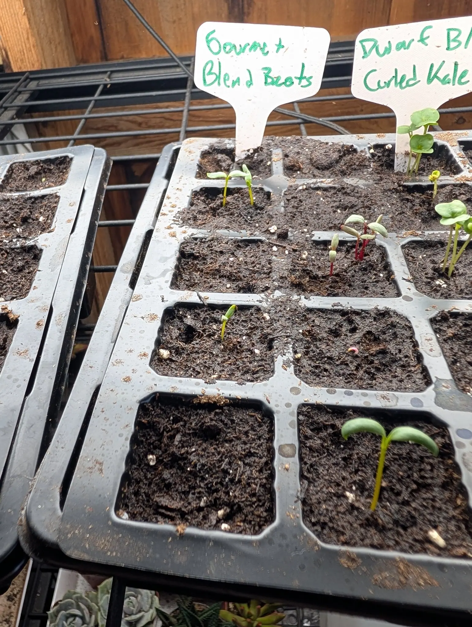 Germination barely started on 5 August, most cells still bare: one cluster of four seedlings on glassy crimson stems carrying thick narrow cotyledons, two of them still bent over in the emerging hook, and one seed lying loose in an empty cell.