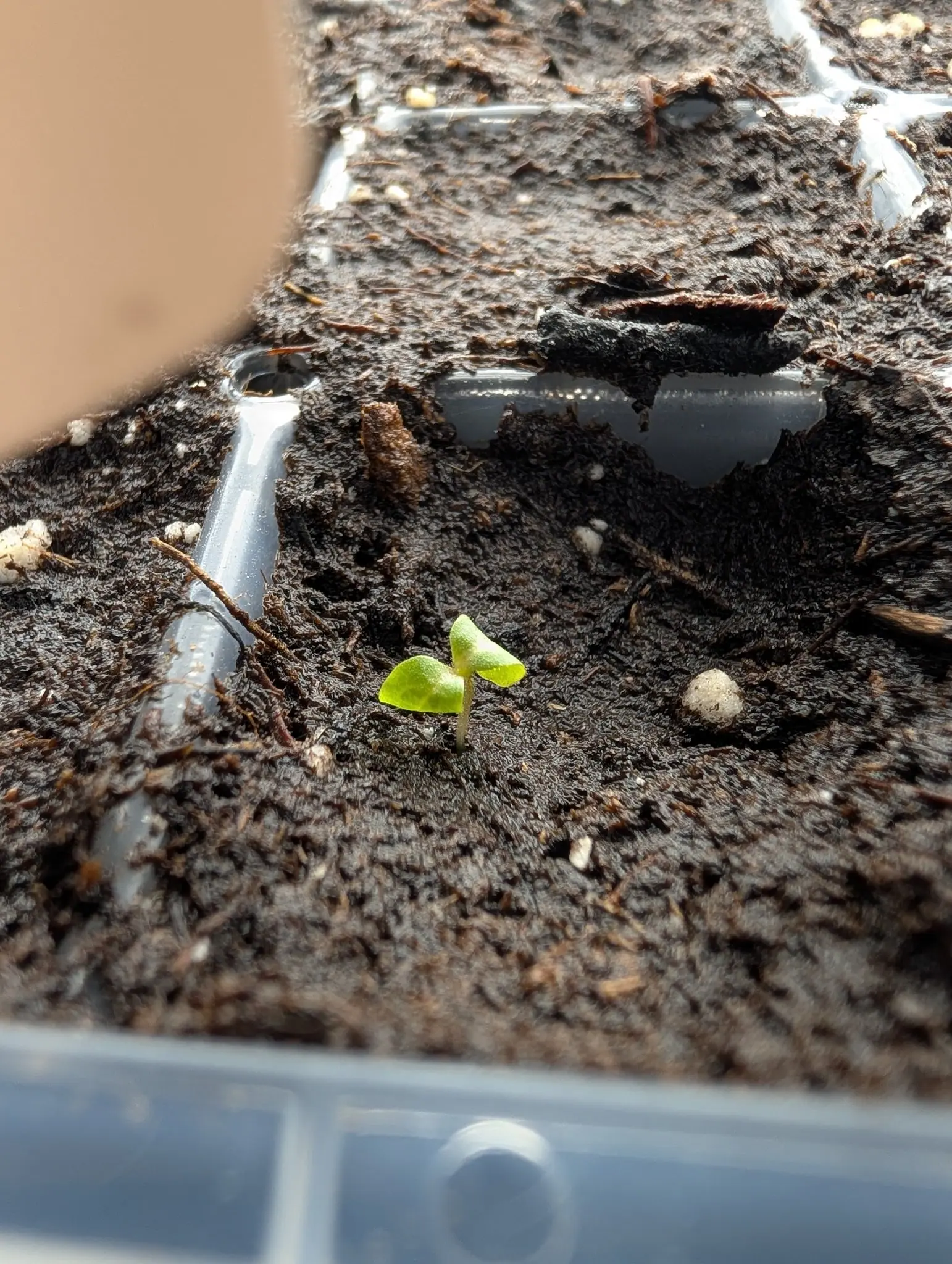 One seedling on 5 August alone in a wet cell, a pair of wedge-shaped blades with one splayed flat and the other still folded up along its midline, both translucent where the light comes through and beaded all over with droplets.