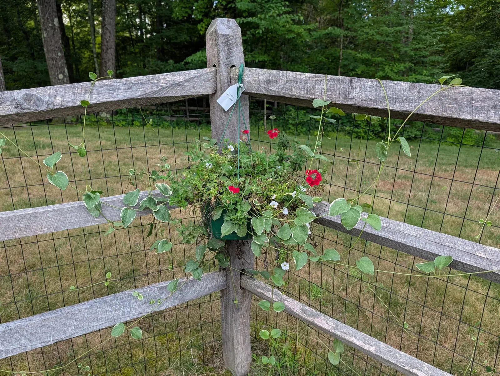 A hanging basket on 5 August, well past its best and showing dead stem through the middle, scarlet flower clusters and small white ones with yellow eyes still going, and one cream-margined heart-leaved vine escaped and running along the rails.