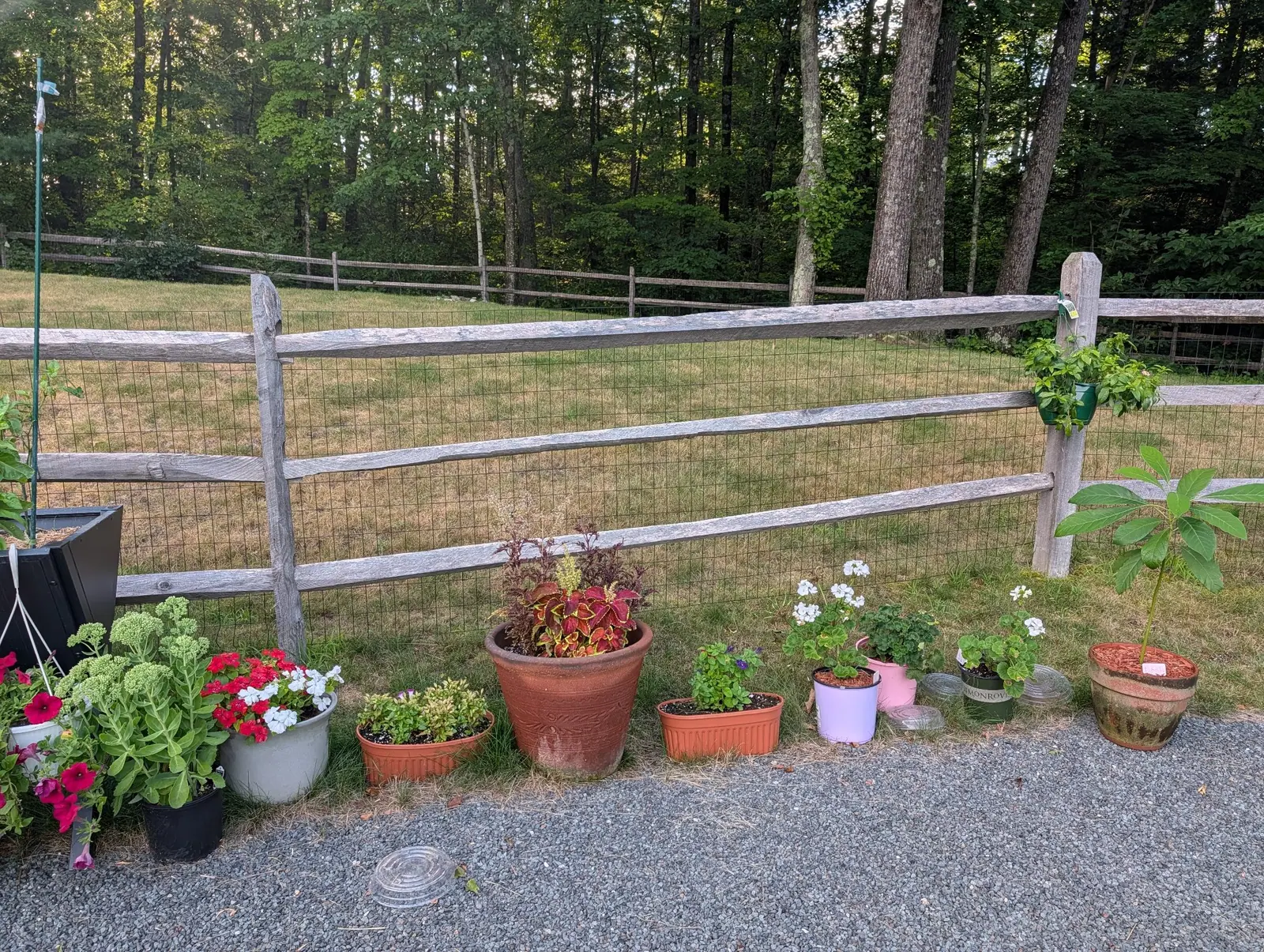 A dozen pots drawn up shoulder to shoulder along the fence on 5 August, every one different: magenta trumpets, a fleshy paddle-leaved clump under flat heads of lime buds, crimson and bronze patterned foliage, in raking evening light.