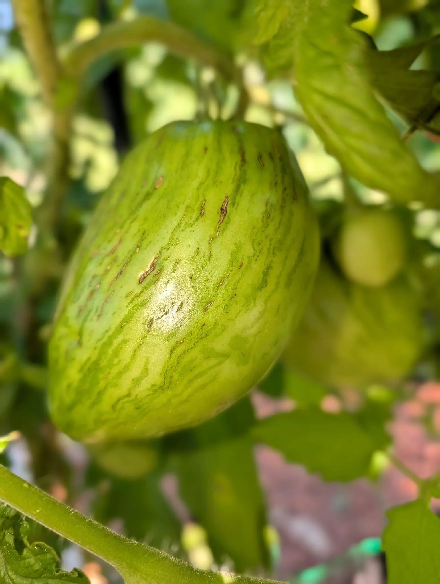 A Speckled Roman tomato on 4 August, still pale apple-green with darker green stripes running shoulder to base, and a dozen short tan corky scars raised diagonally across its upper half, some paired into narrow lens shapes, in warm backlight.