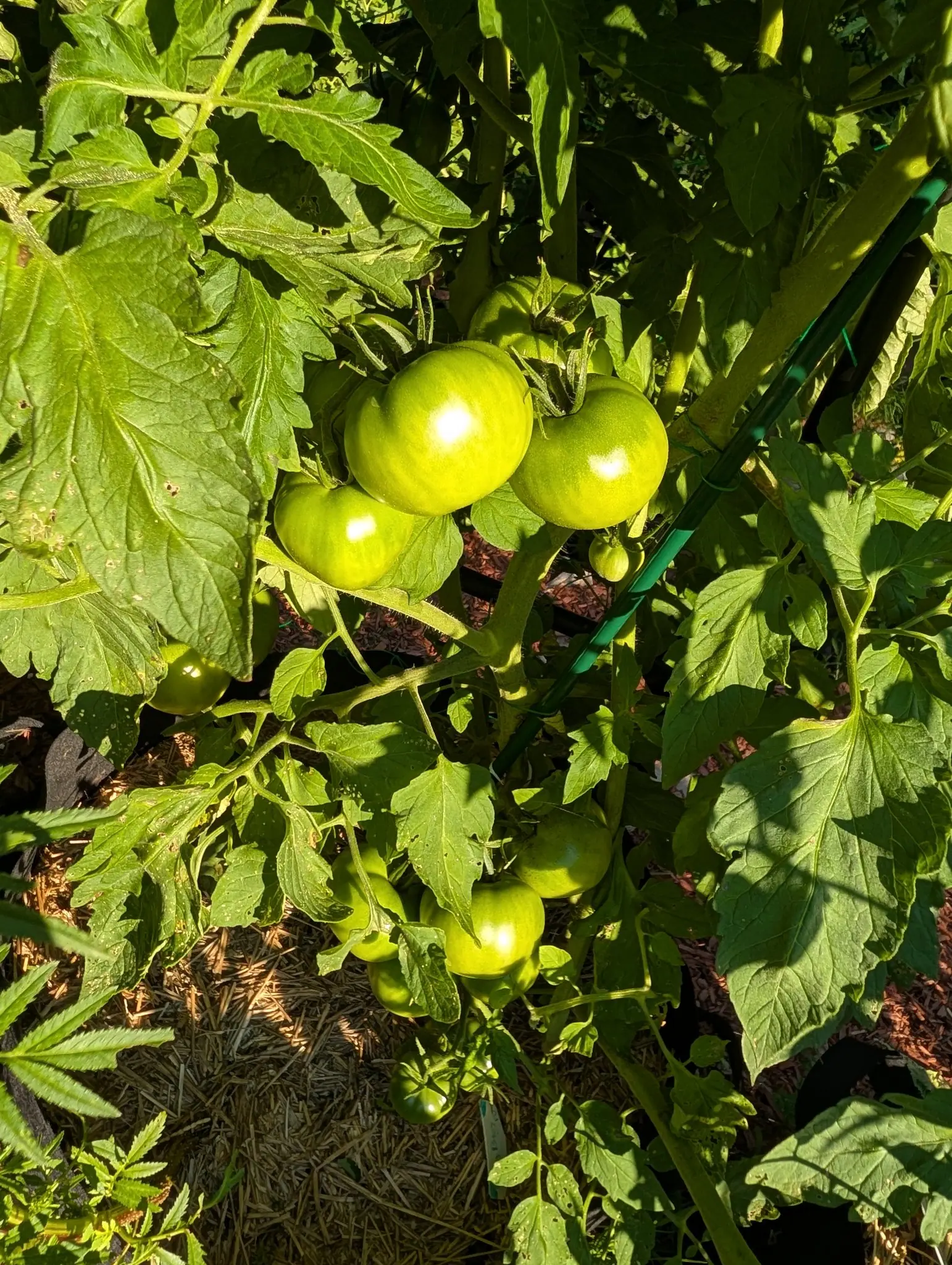 Big Boy tomatoes on 4 August, four crowded hard against each other on one truss, each a flattened pale apple-green globe faintly banded darker and struck with a single hard white highlight, under sun that lays hard-edged leaf shadows across it.