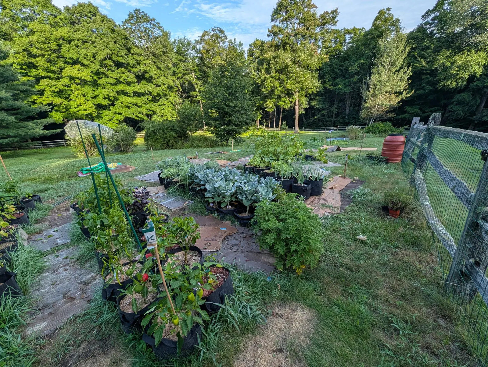 The whole plot on 5 August, block by block: peppers in front at every stage from dark green to one ripe scarlet, then glaucous paddle-leaved brassicas, then upright alliums, then a cucurbit scrambling up its cage, in low raking evening light.