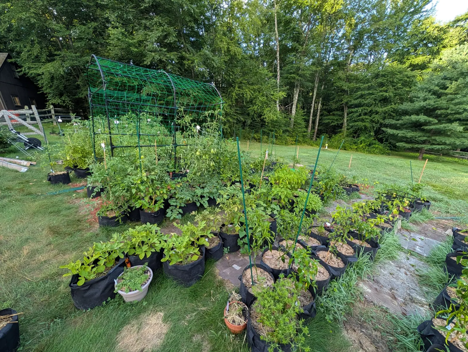 The garden from its high corner on 5 August, forty and more beds in long blocks, a steel arch draped in bright green netting at the center with vines trained up it and green fruit showing, and past the gate a dark board-sided building.