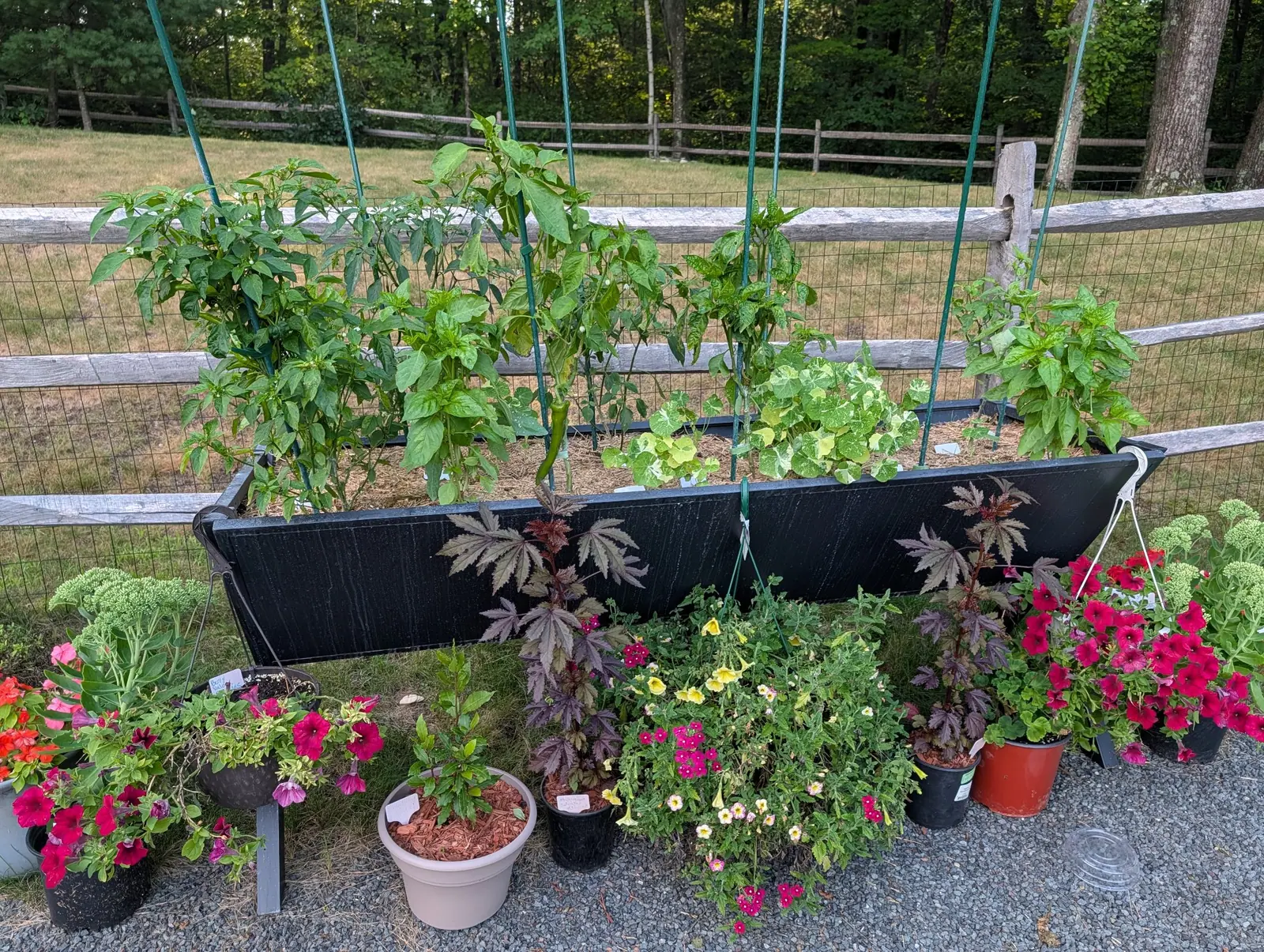 A long trough planter on 5 August, pepper plants tied up to tall thin rods with one slender green pod hanging clear of the foliage and a cream-marbled nasturtium sprawling between them, a row of flowering pots massed below in evening light.