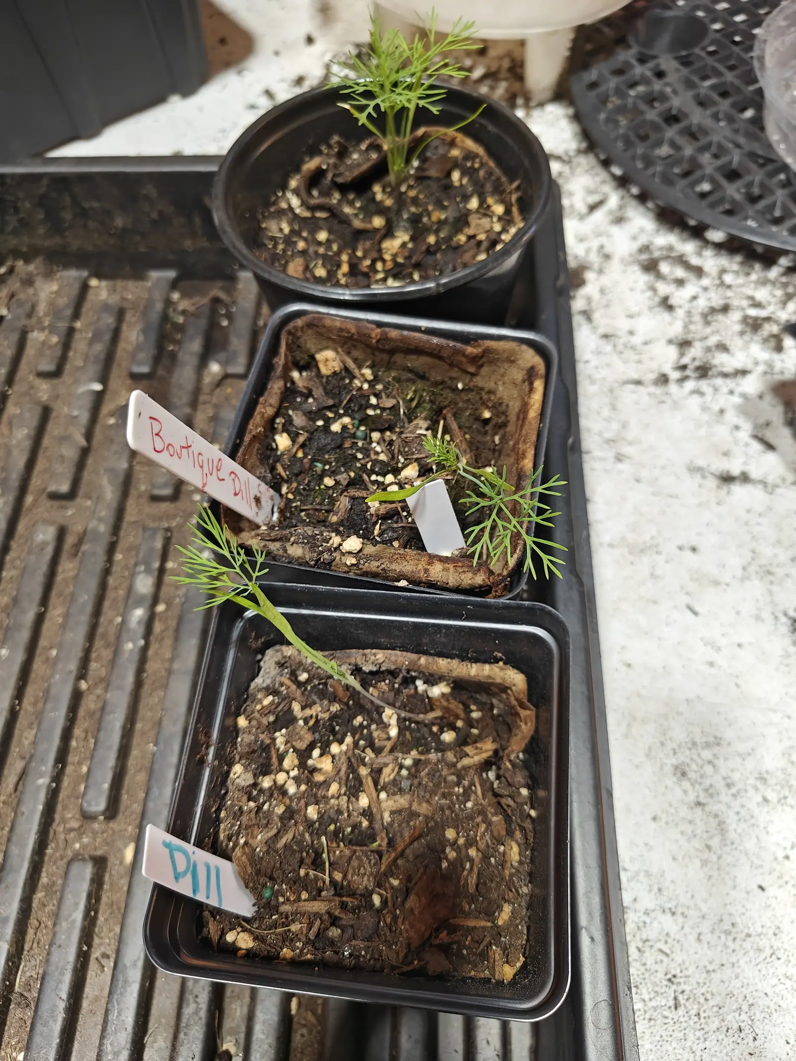 Three pots in a line on 5 June, each drier than the one before it — the compost in the middle one shrunk away from the rim into a leathery collar, and in the last a single thin feathery shoot leaning right across bark and grit.