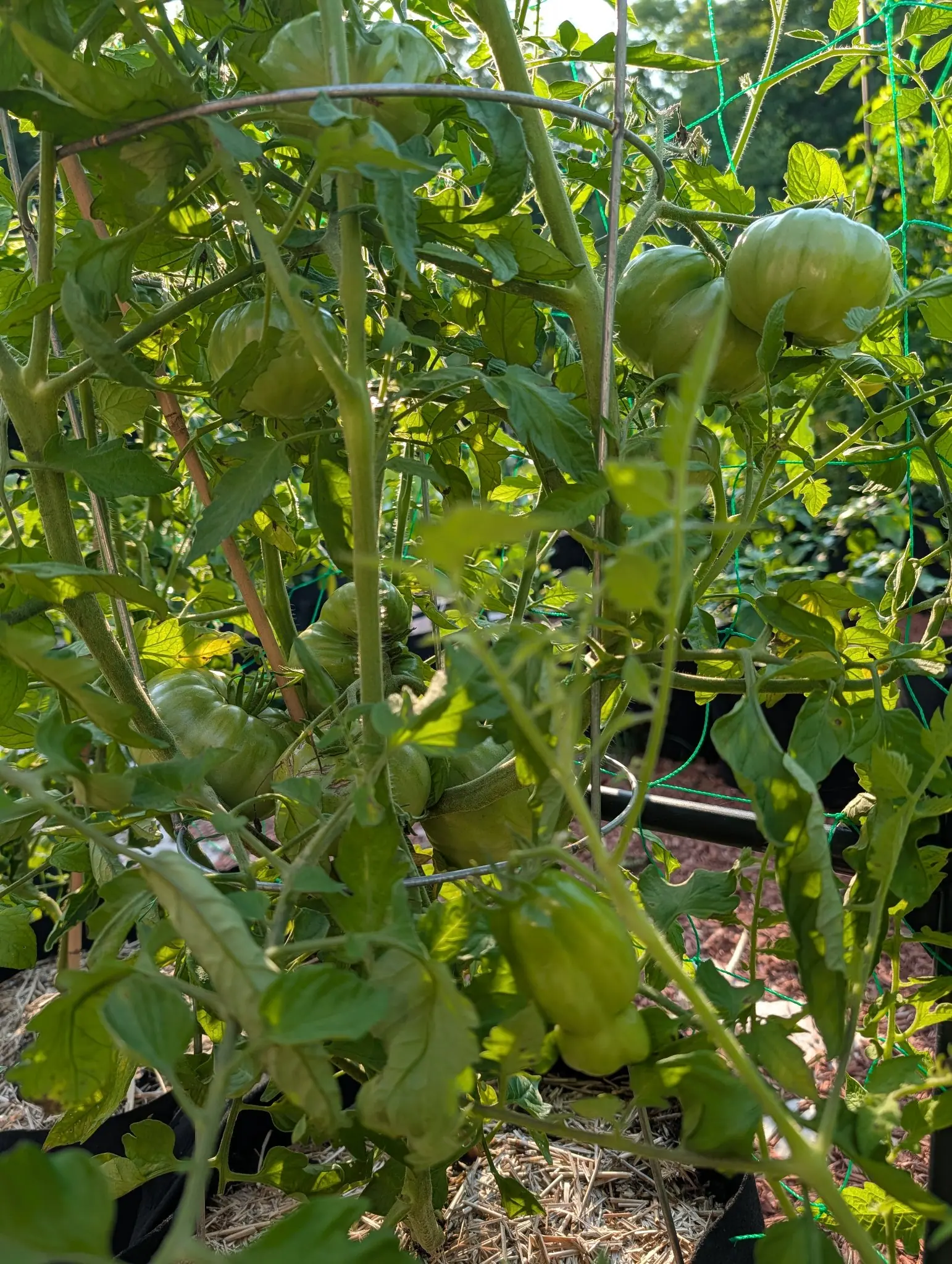 An 1884 tomato on 4 August, broad and squat and wider than tall, its shoulder divided into pronounced rounded lobes by vertical creases with a small corky ring at the stem scar, matt whitish-green with darker green down in the grooves.