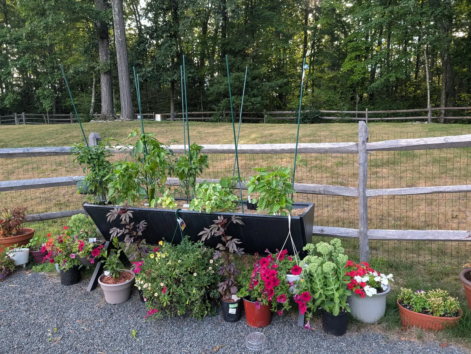 Twenty and more pots massed in front of the fence on 5 August, sheets of magenta and cerise trumpets, a mat of small yellow ones, bronze-purple cut leaves, with a pale drum standing against the far fence and the sun low through the trees.