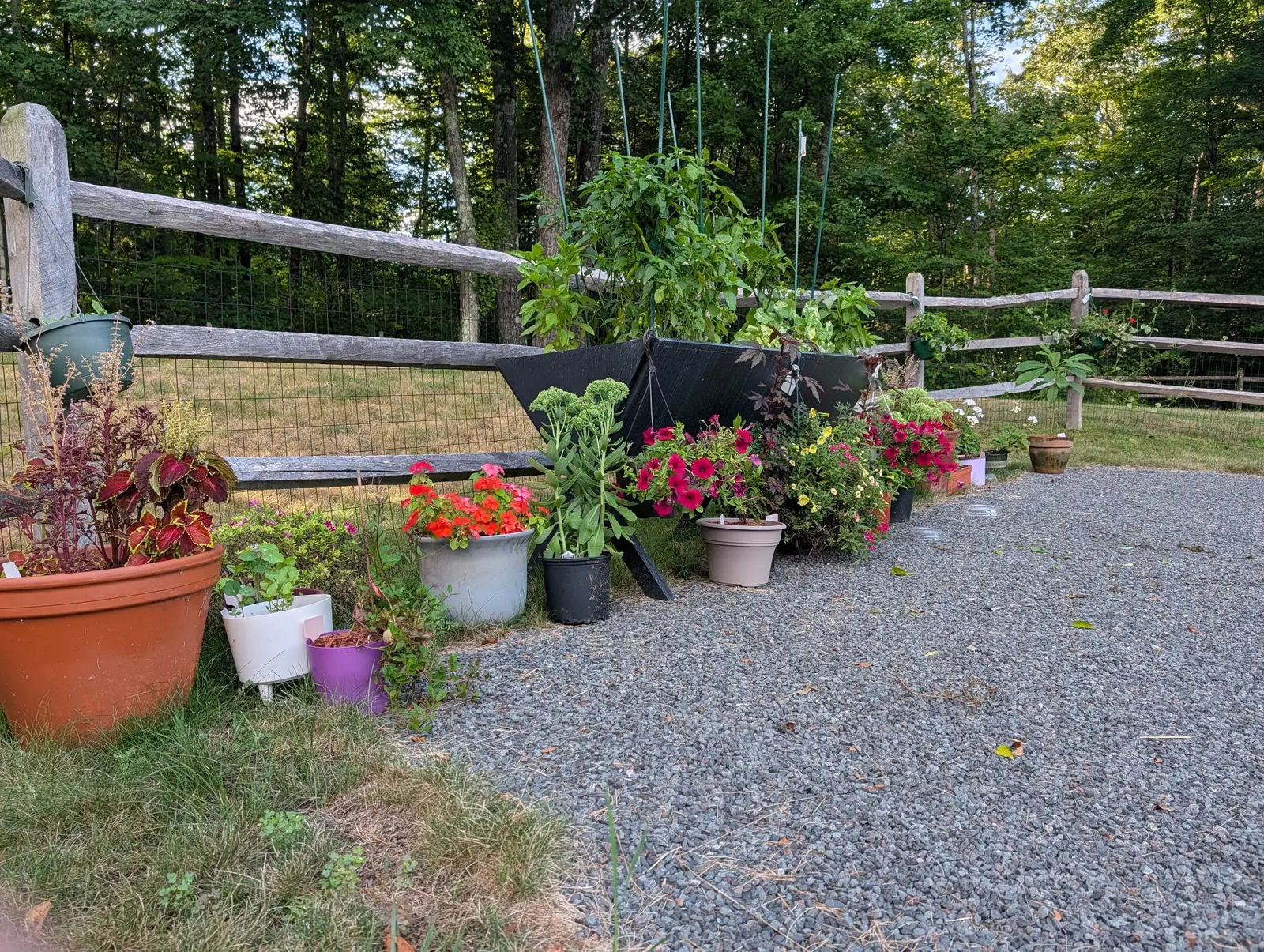 The line of pots along the fence on 5 August, nearest a big terracotta one holding leaves of deep wine-red edged and veined acid yellow-green, two green planters clipped to the posts above, pine needles scattered through the gravel.