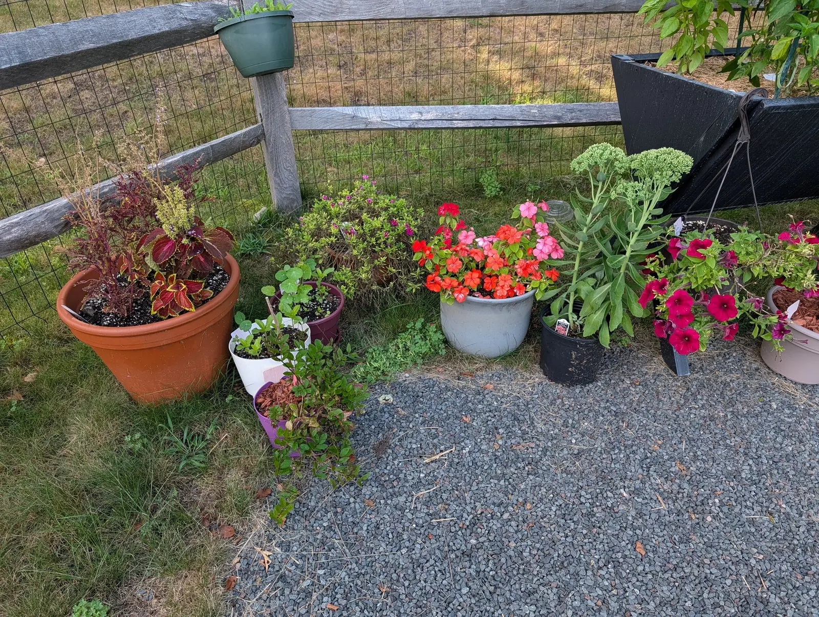Where the grass verge meets the gravel on 5 August: a mixed terracotta pot of wine-purple velvet leaves veined acid yellow-green, a bronze seed spike gone dry beside them, and a glazed pot packed with a dome of flat orange-scarlet faces.