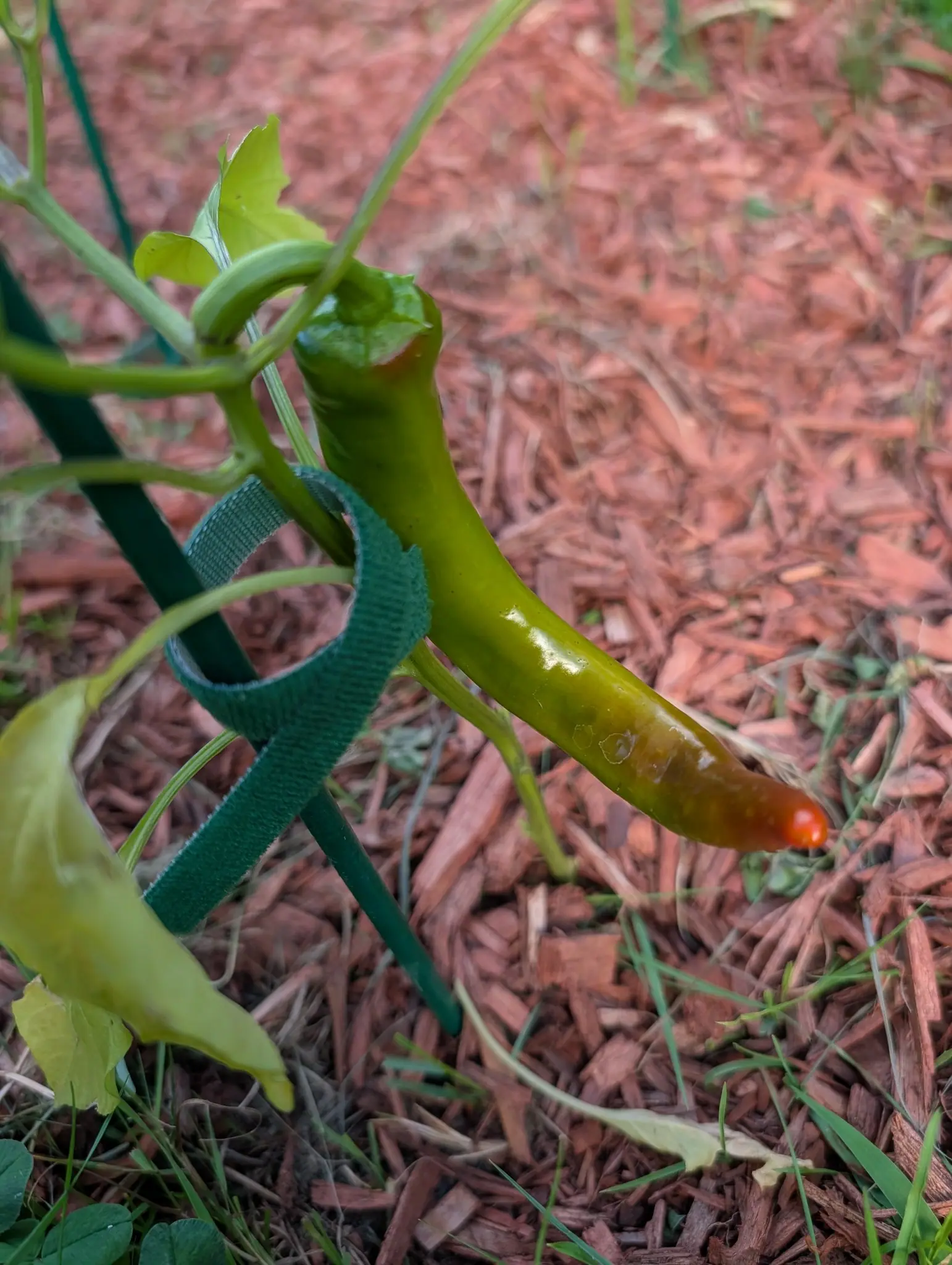 A Cowhorn pepper on 6 August held out almost level, caught at the break: saturated green across the shoulder, olive and bronze through the middle and the very tip already turned orange-scarlet, in soft even light with no shadow anywhere.