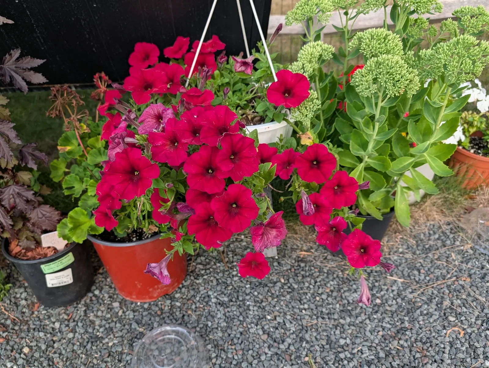 Easy Wave Berry Velour petunias on 6 August, thirty funnels open and crimped at the rim, magenta-crimson darkening along every radiating vein to an almost black throat, and a dozen spent ones rolled back into limp mauve tubes among them.