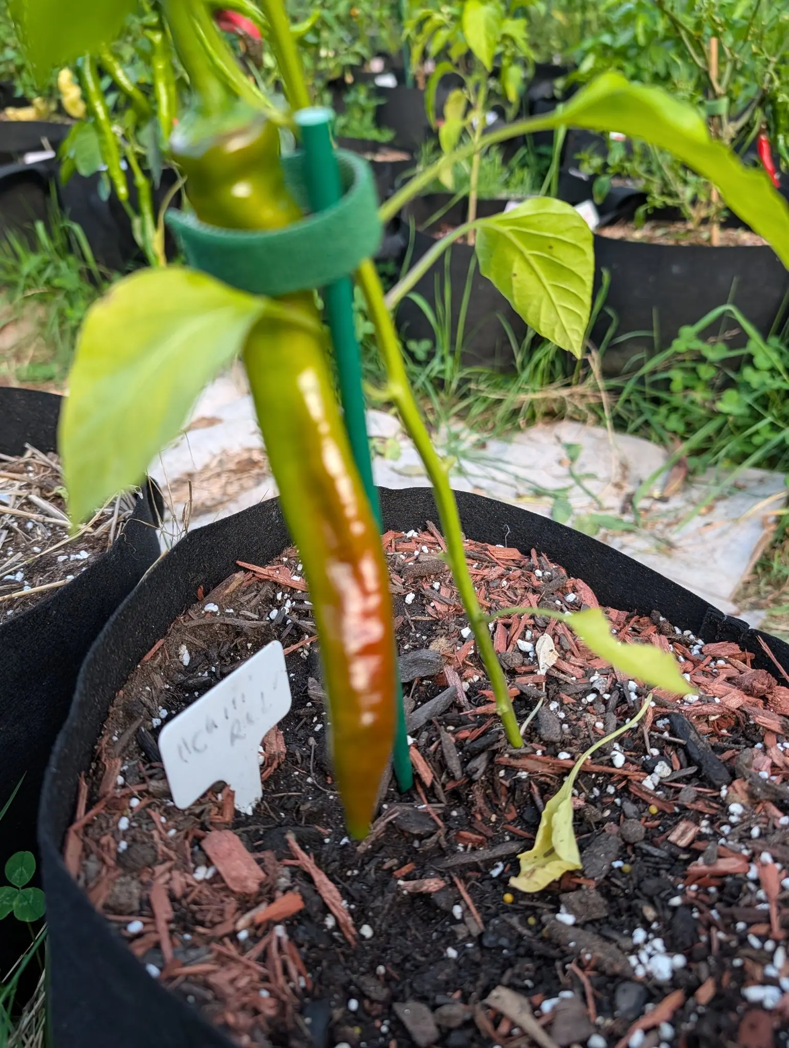 A Cowhorn pepper on 6 August hanging straight down, its upper half still deep olive under one hard highlight and its lower half turned warm orange-brown with a broad straw-pale streak down the middle, the two colors meeting raggedly.