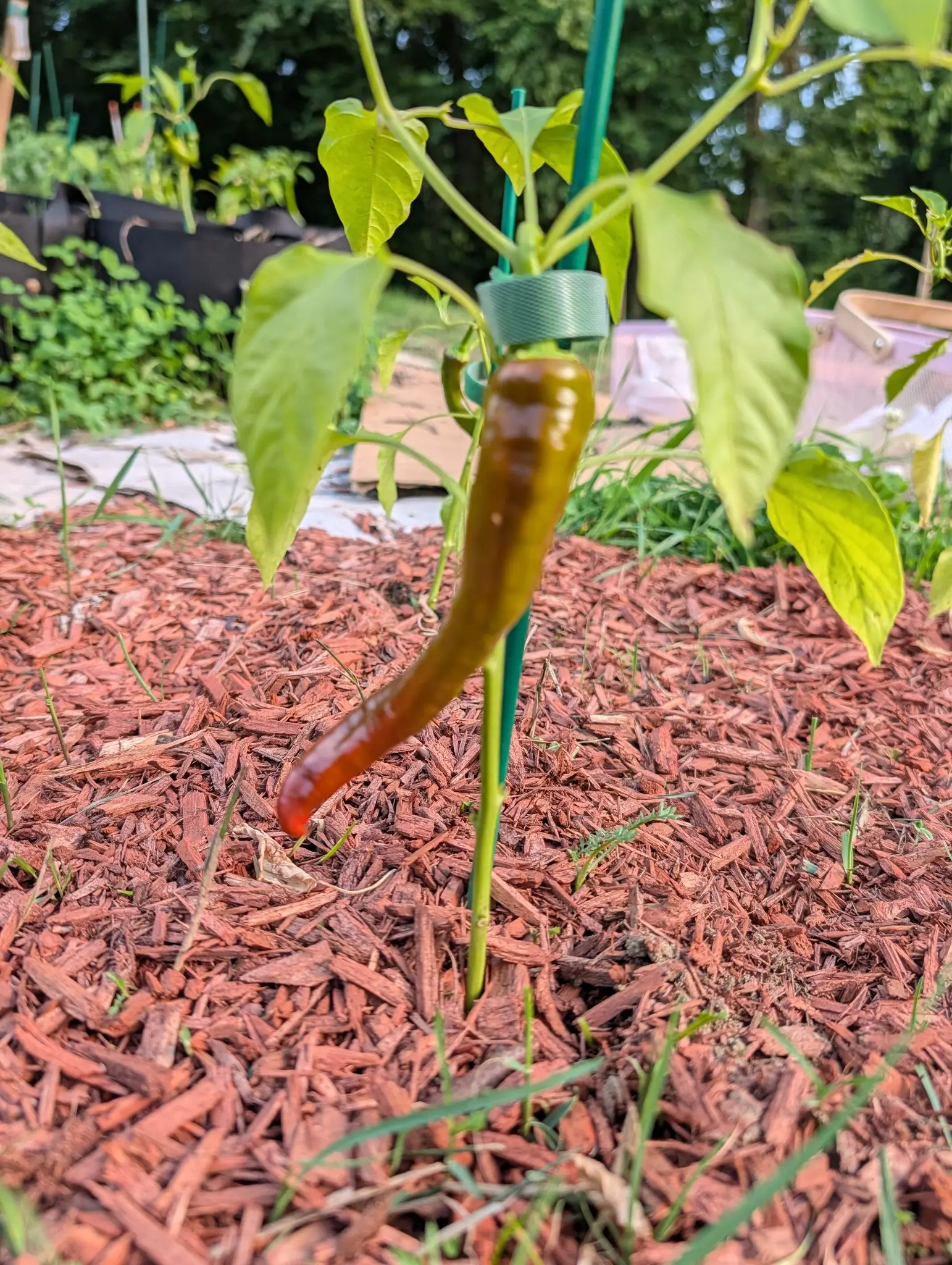 A Cowhorn pepper on 6 August seen from ground level and lit from behind, a dark chocolate band across its shoulder, amber-gold through the middle and a tip of translucent blood-red the low sun shines straight through.