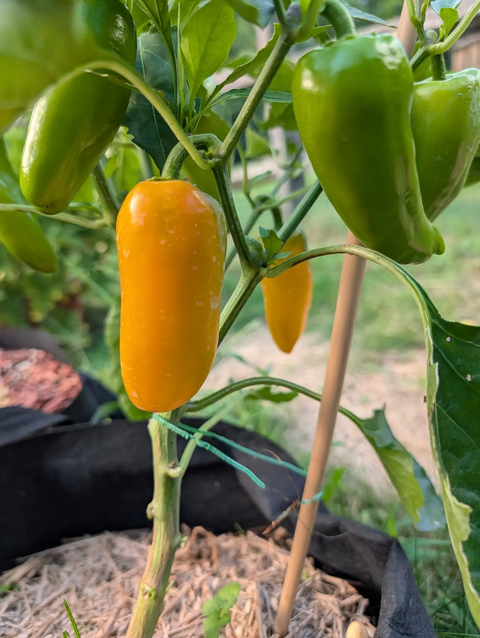 A Pick-N-Pop Yellow pepper on 6 August, one blunt cylinder ripened to glossy orange-gold and finely speckled pale, hanging clear of two immature green ones of exactly the same blunt-tipped shape above it, in even hazy daylight.