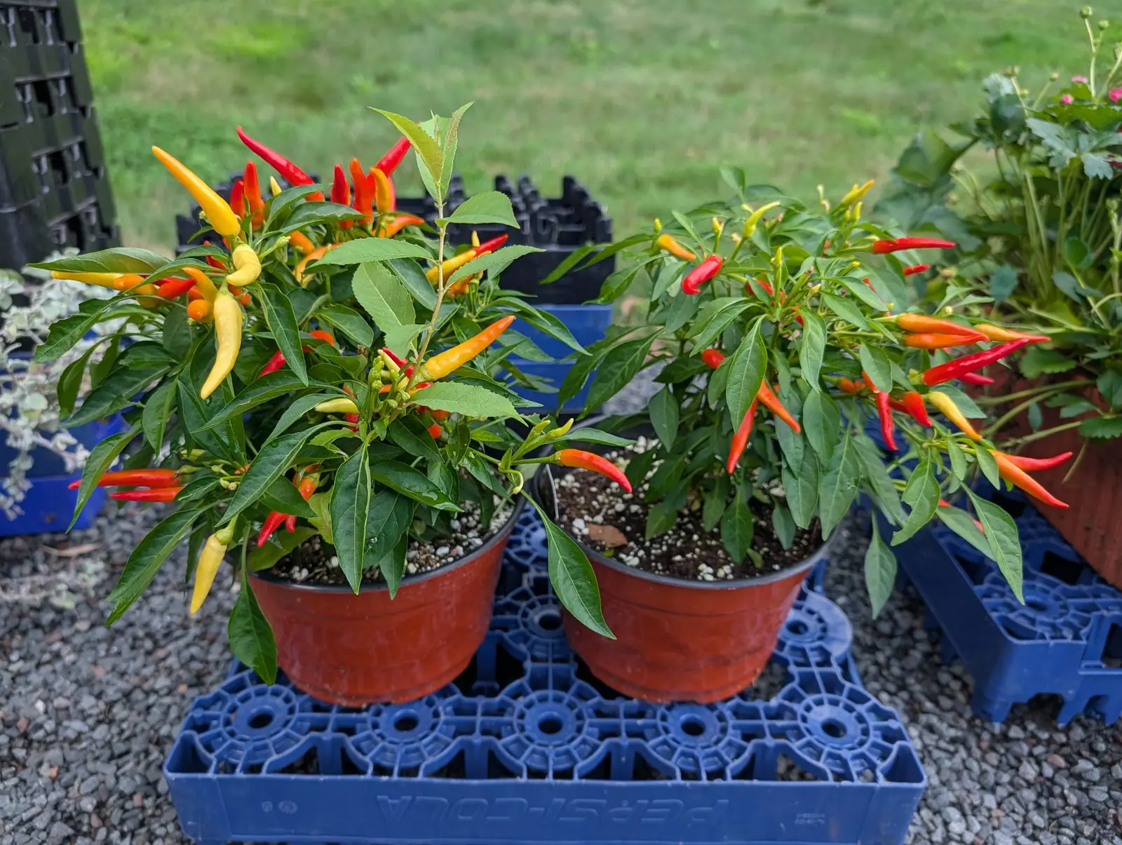 Two Chilly Chill plants on 6 August, matched mounds of glossy dark lance-shaped leaves carrying dozens of slim pods held erect above the foliage and running cream-yellow, butter, apricot, orange and scarlet all at once, up on an upturned crate.
