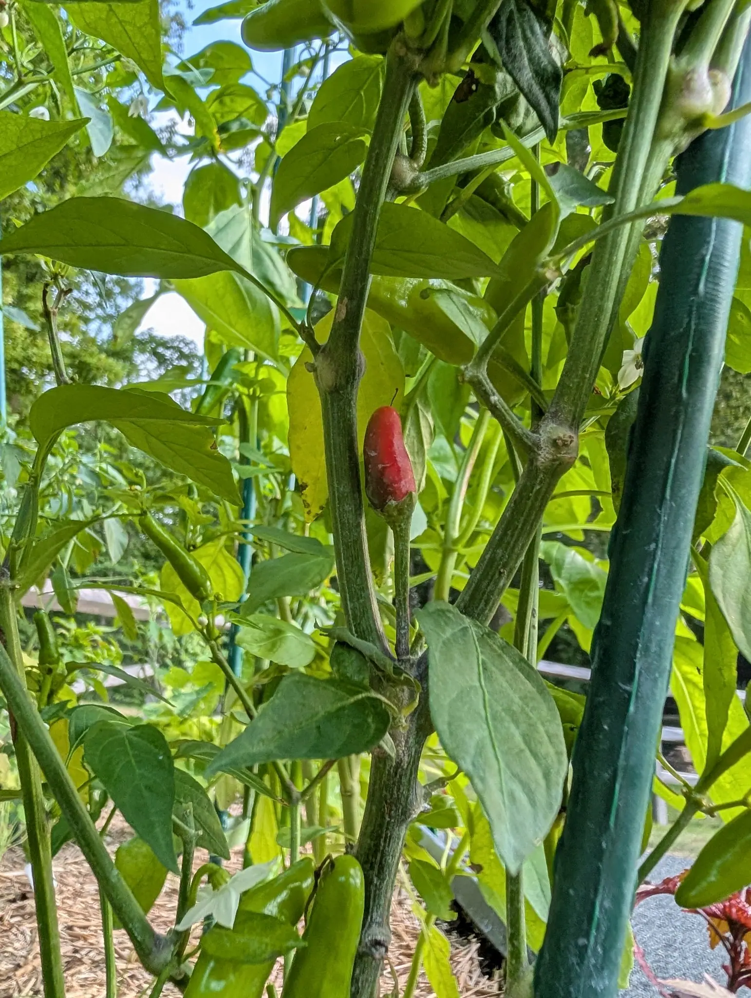 A Piri Piri chili on 6 August, one ripe fruit standing erect against a leaf on a short stout stalk, dull deep crimson and scuffed with pale silvery corky streaks down one side, the immature pods around it much longer and thinner in green.