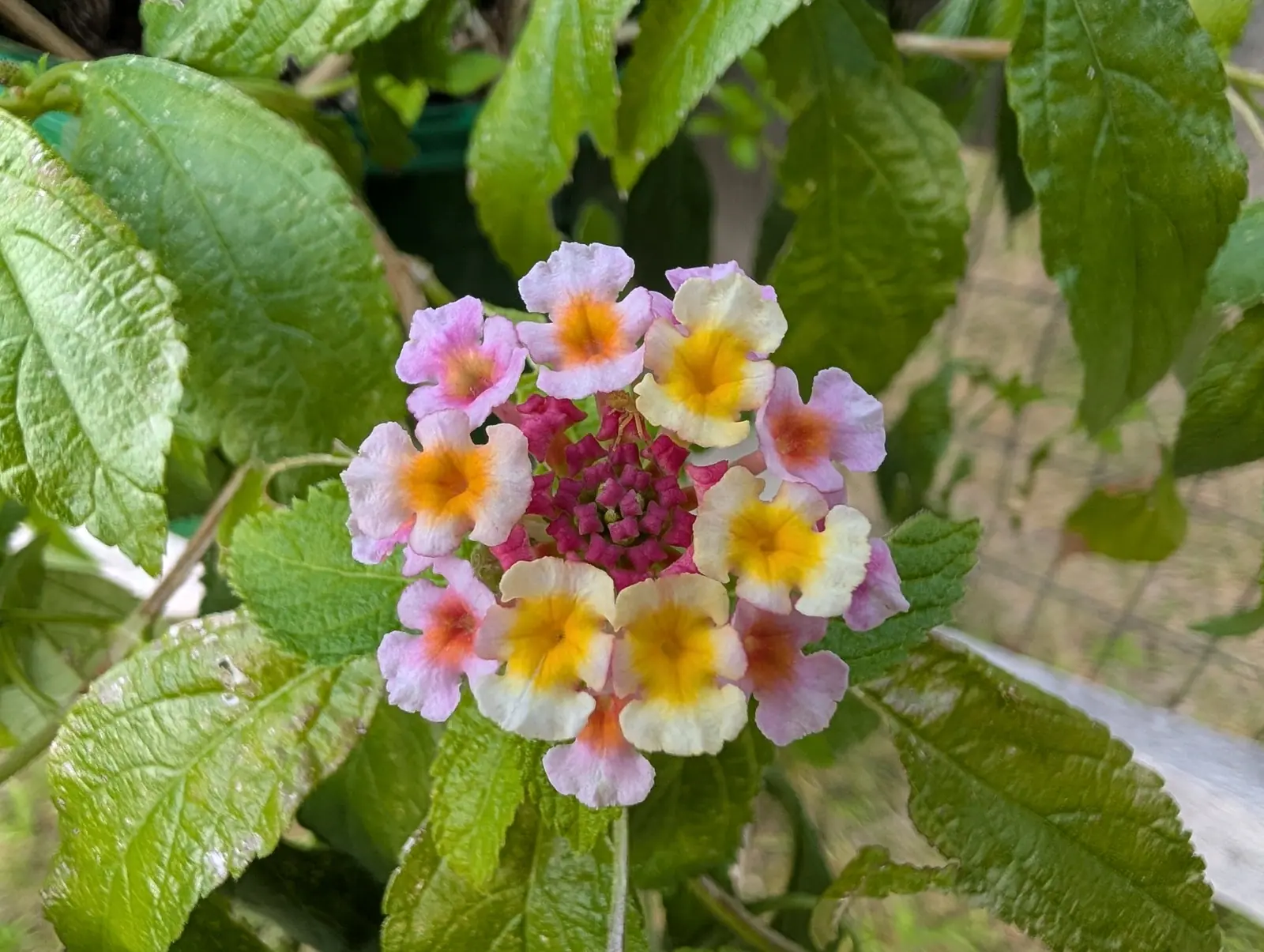 A lantana head on 6 August with every floret a different color, cream-white with a butter eye, lilac-pink with an orange one and deeper rose with red, around a knot of four-cornered magenta buds still shut at the middle, crinkled like crepe.