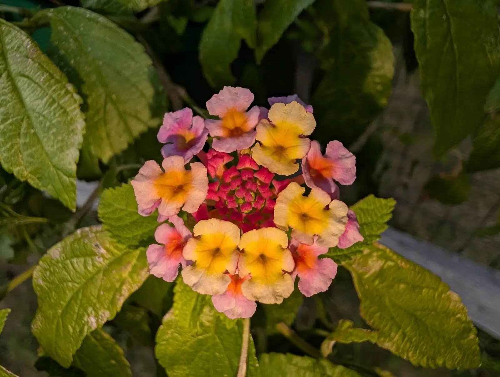 A lantana head on 6 August split by the light: cream and butter-yellow with gold throats where low sun reaches it from the right, lilac-pink with scarlet eyes on the side falling into shade, and squared rose-red buds still shut at the middle.