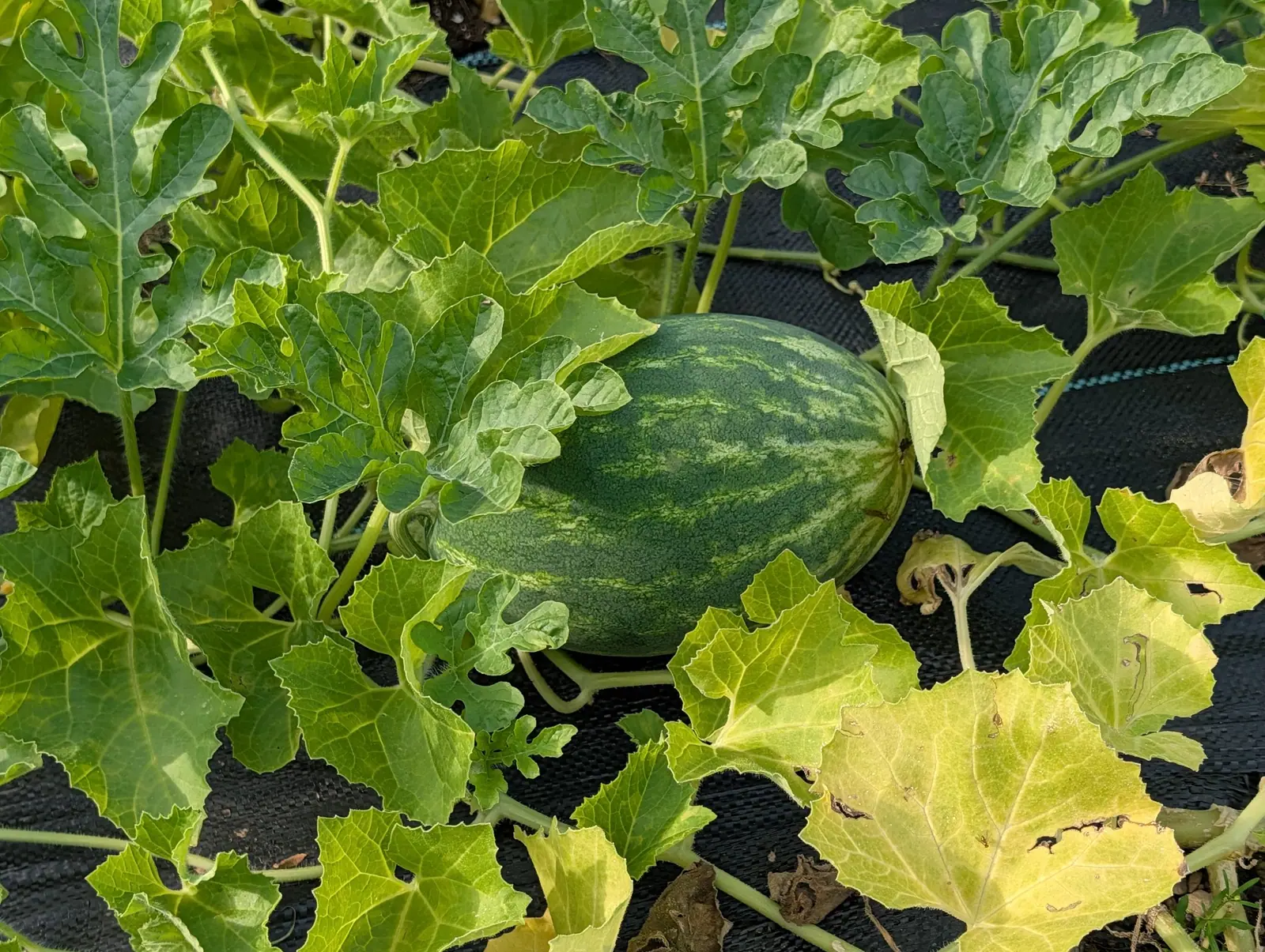 A Crimson Sweet watermelon on 6 August, deep blue-green under jagged mint-pale stripes that break up into blotches, its whole surface finely crazed rather than smooth and a small pale star radiating at the blossom end, in hard overhead sun.