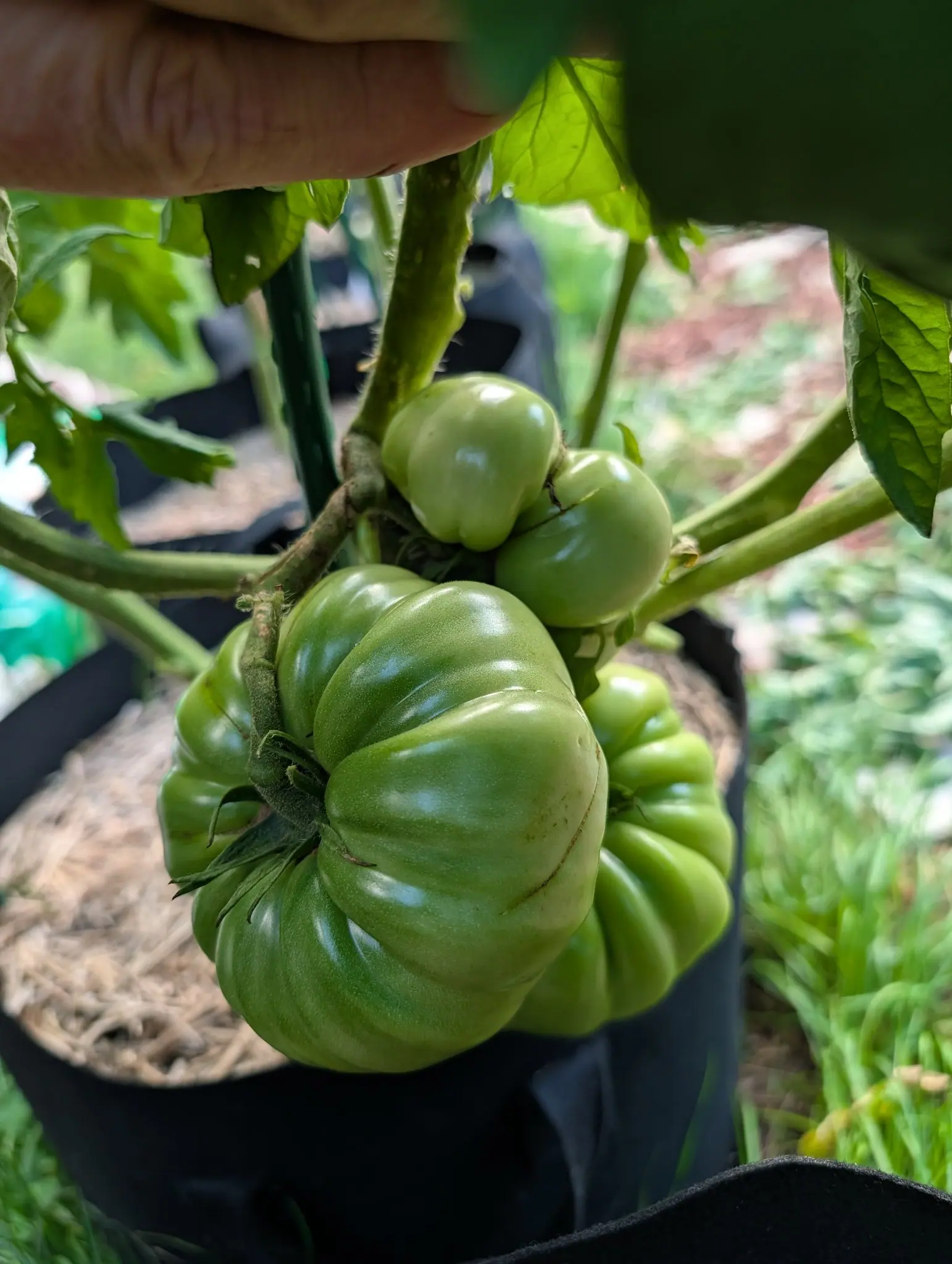A Delicious tomato on 6 August, wider than it is tall and ribbed into a dozen rounded lobes with a puckered irregular shoulder and faint corky scar lines across its face, a hand entering the frame to hold the stem aside in midday sun.