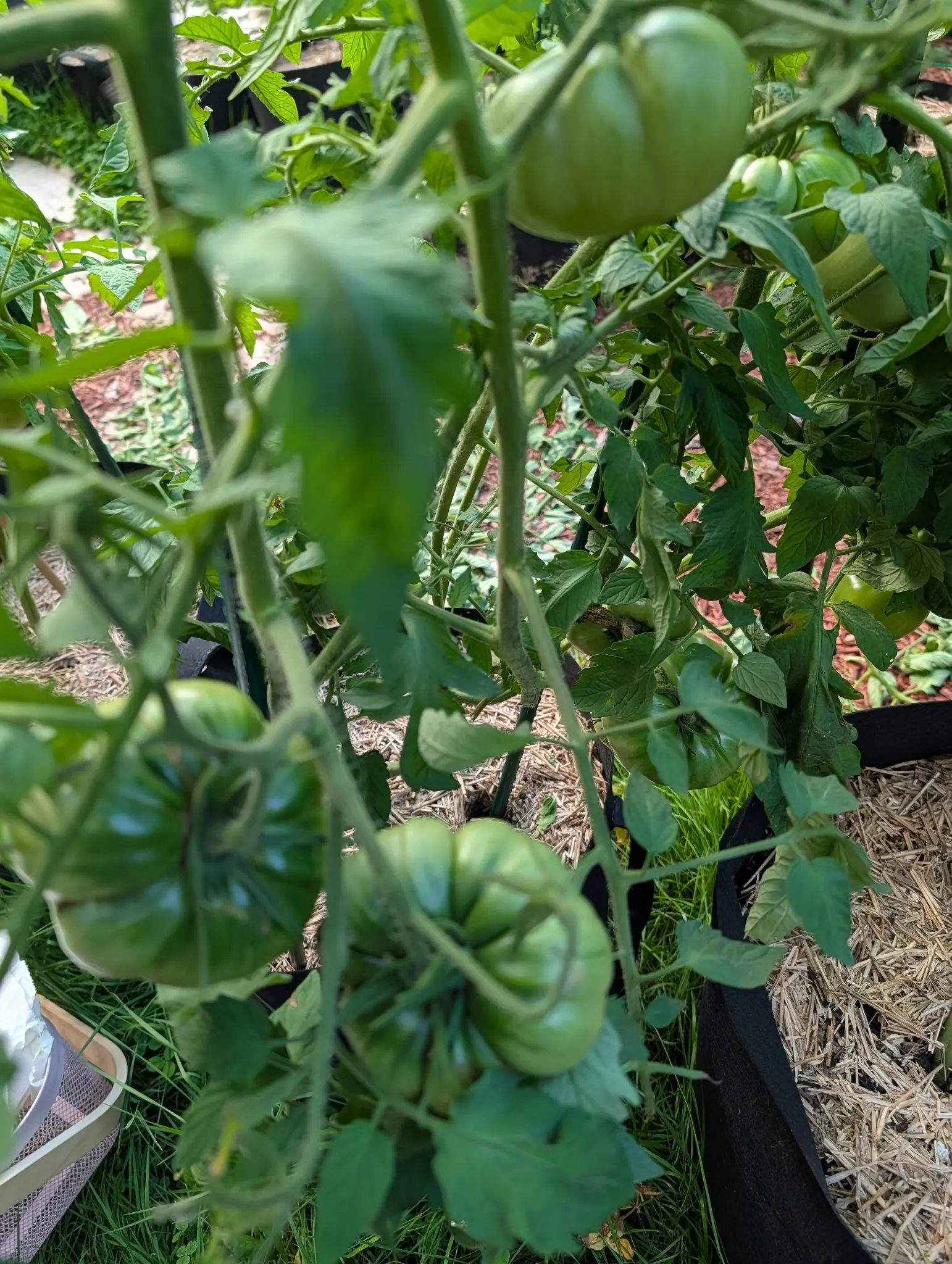 Delicious tomatoes on 6 August, eight of them hanging in twos and threes down the row, every one ribbed into rounded lobes with a puckered shoulder, and set down on the grass below them a round wooden-rimmed screen of fine pink-lavender mesh.