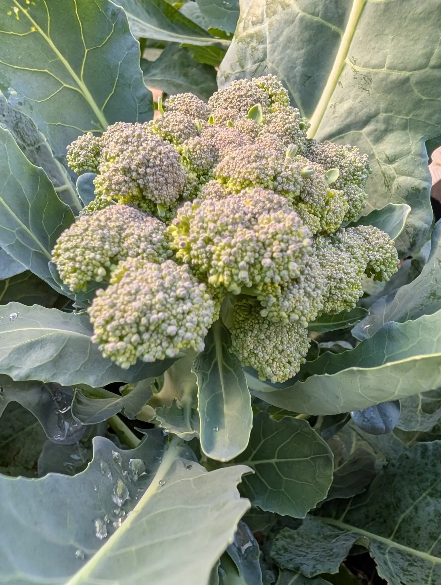 A broccoli head on 6 August, a shallow dome of a dozen knobs on thick branches out of one pale stalk, the buds swollen and clearly separate now under dusty gray-lilac caps and their stalks lengthening so the surface reads grainy, in side light.