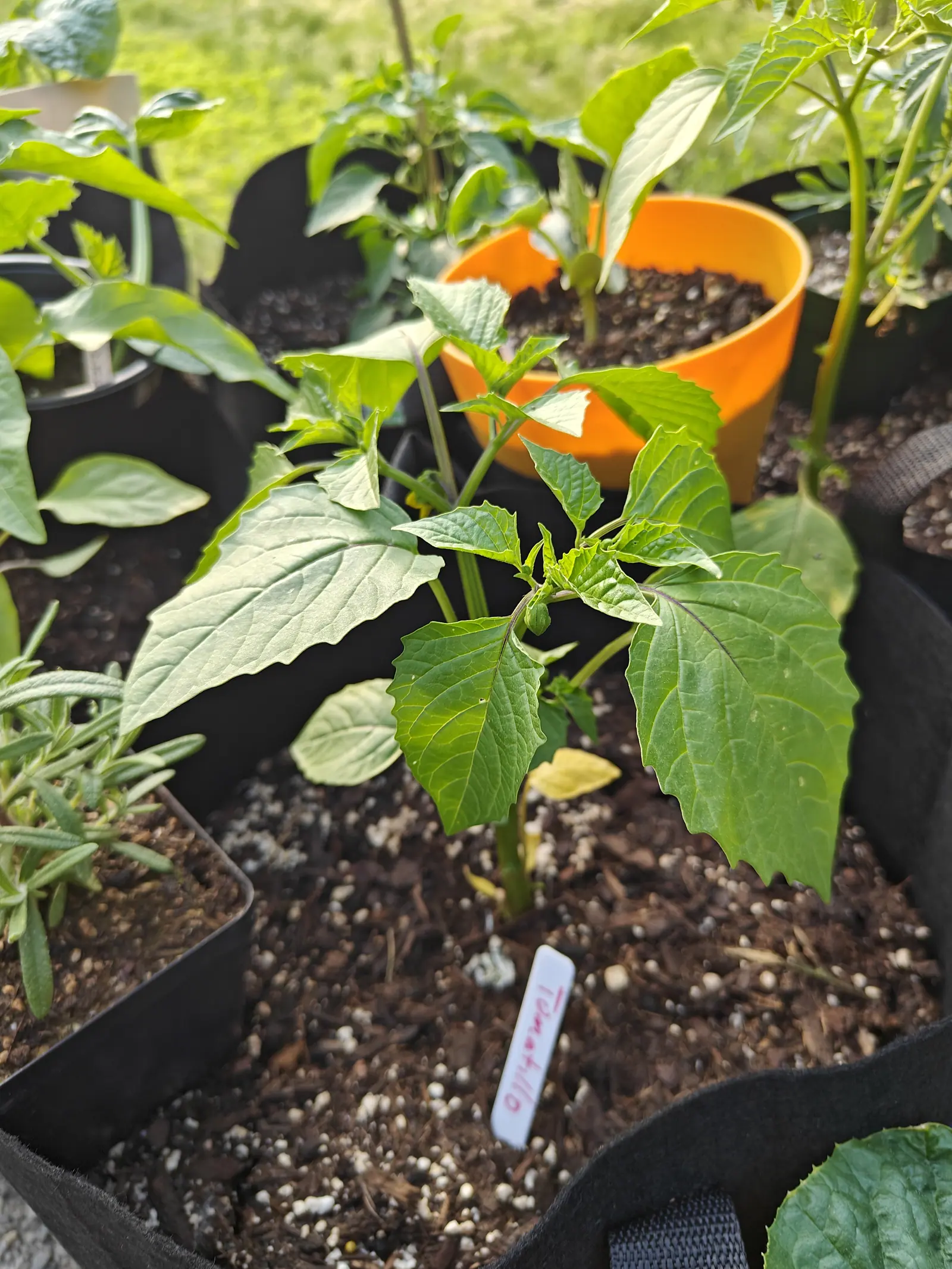 Backlit by low sun on 5 June, a Purple blush tomatillo whose first bud already carries a ribbed husk inflating around it before the flower has even opened, a purple flush running up one side of every stem.
