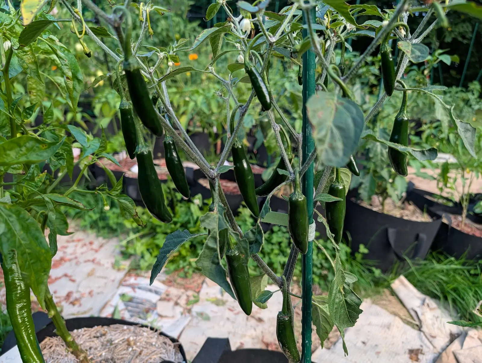 Kori Sitakame peppers on 6 August, fifteen dark green cones hanging on stalks matted so densely with white hair that stems, leaf stalks and pedicels all look felted, with cream bell flowers nodding at the top of the plant in bright sun.
