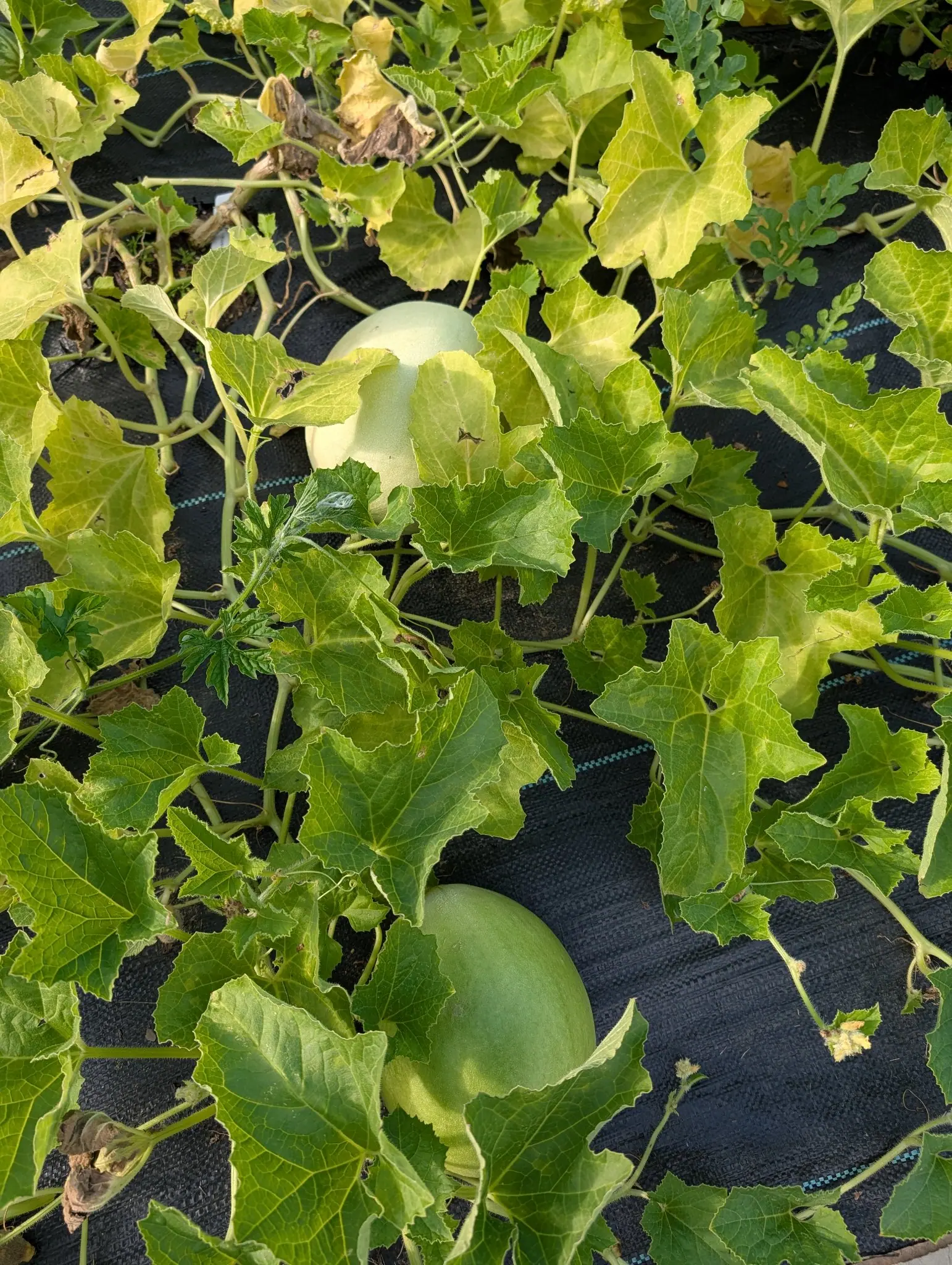 A Charentais cantaloupe on 6 August, still smooth pale apple-green with no netting and no ribs, matt and finely downy with one soft darker band running down it, its own coarse sawtooth leaves around it and deeply cut ones intruding at the corner.